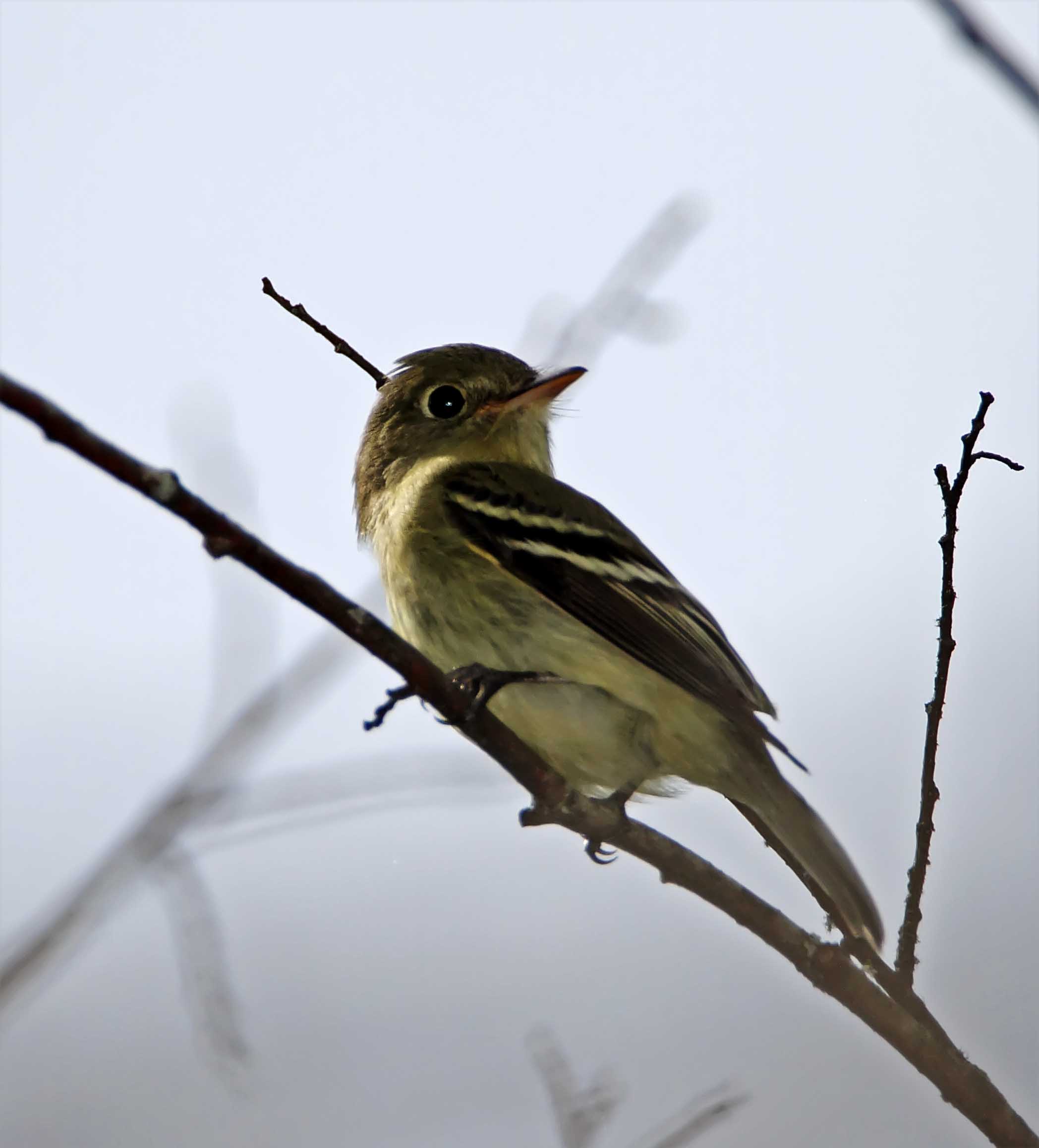 Yellow-bellied Flycatcher_0144.jpg