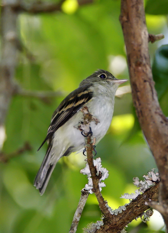 Acadian Flycatcher_6968.jpg