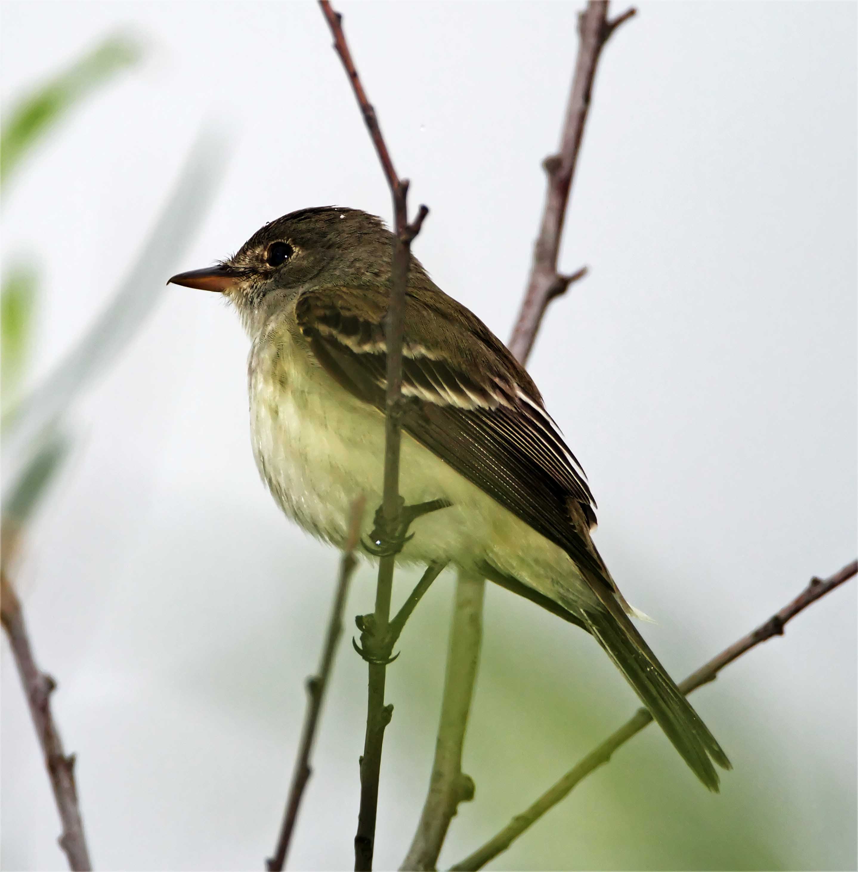 Willow Flycatcher_0900.jpg