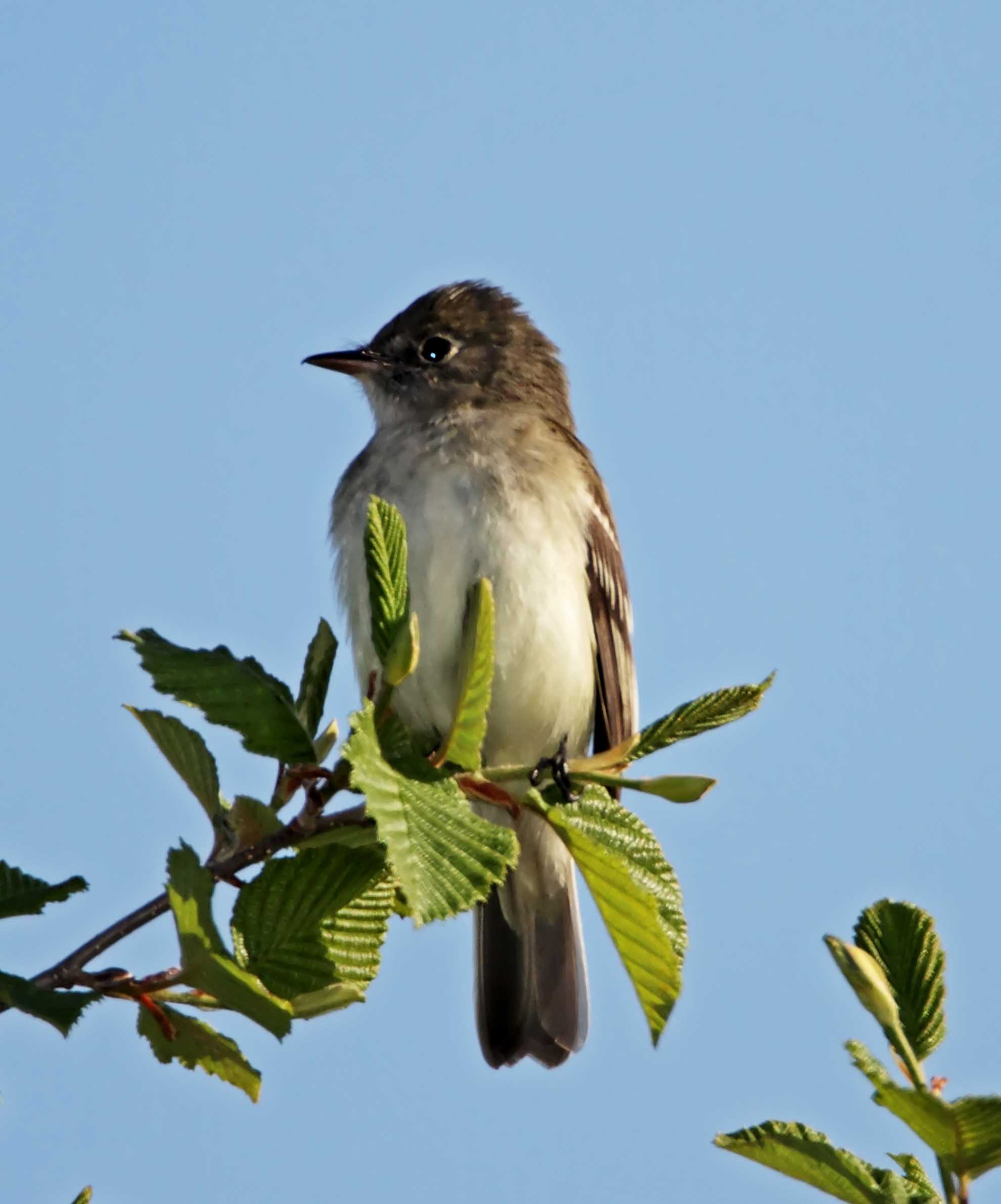 Alder Flycatcher_0409.jpg