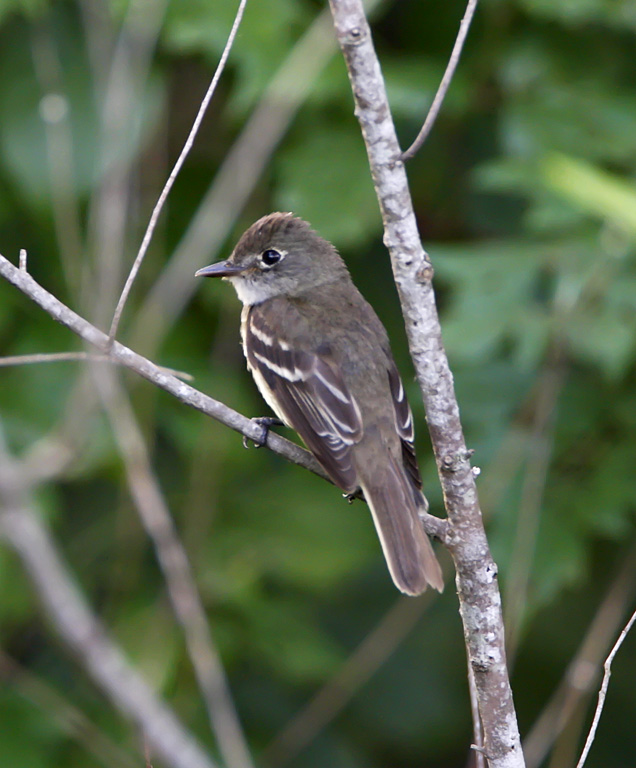 Least Flycatcher_6918.jpg