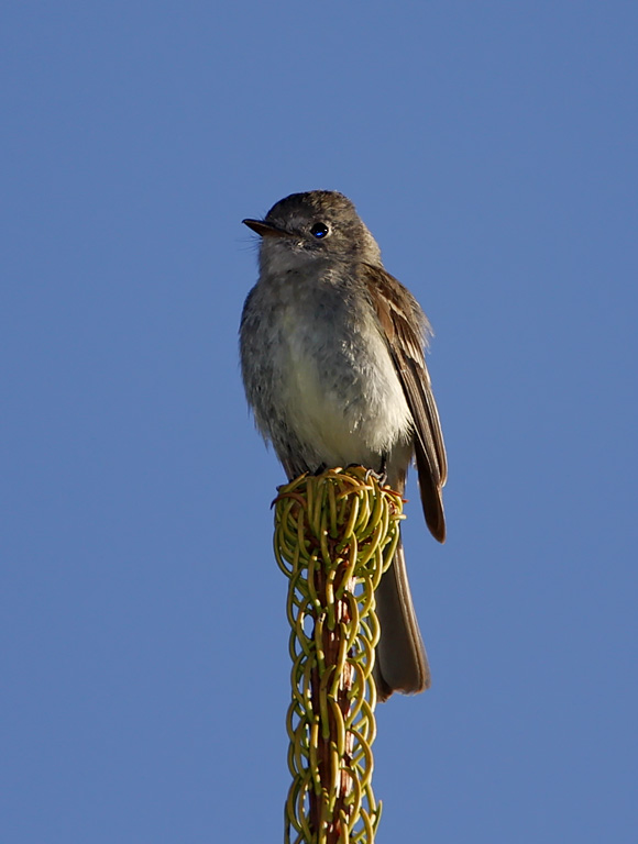 American Dusky Flycatcher_1404.jpg
