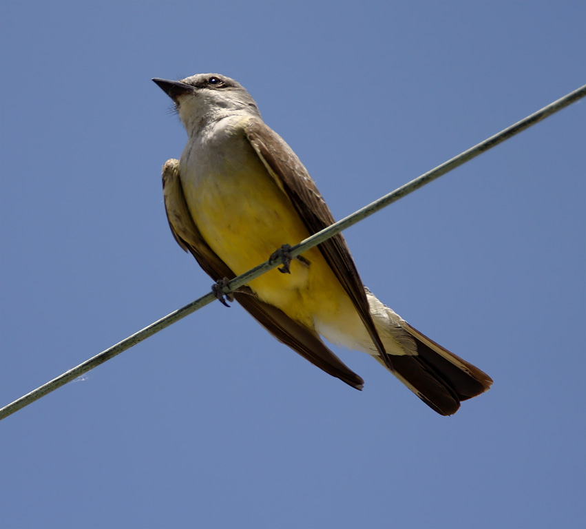 Western Kingbird_1118.jpg