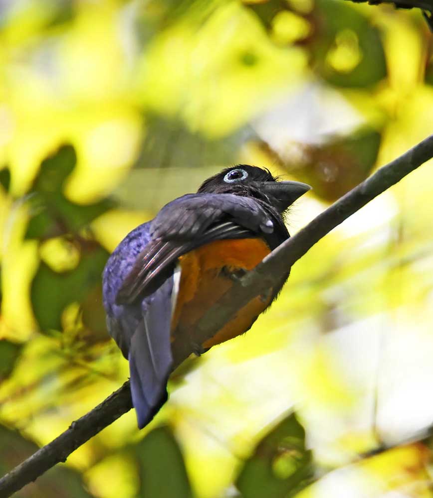 White-tailed Trogon - female_8096.jpg