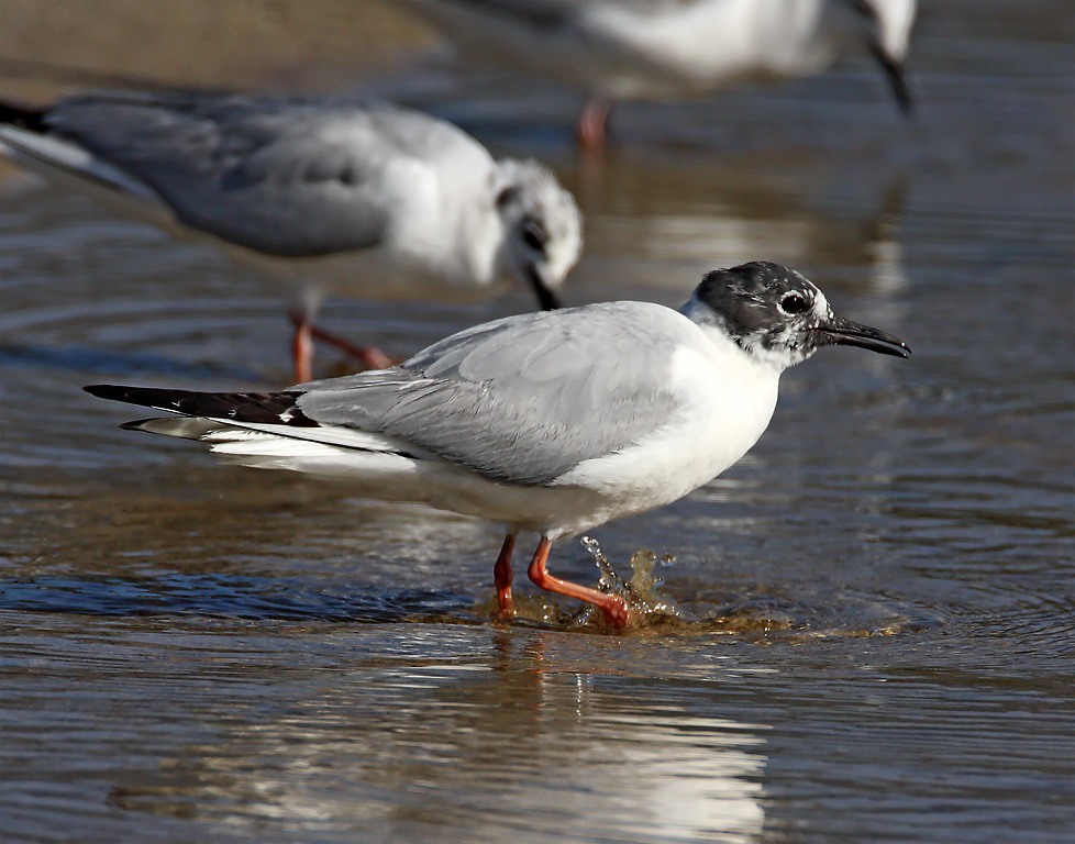 Bonapartes Gull - adult breeding_0556.jpg