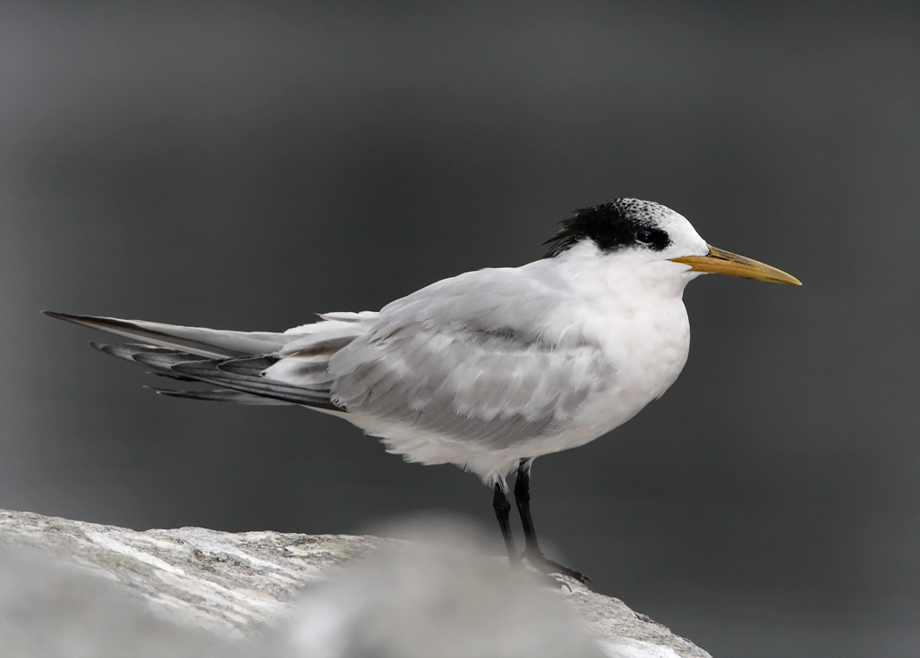 Elegant Tern - non-breeding_4719.jpg