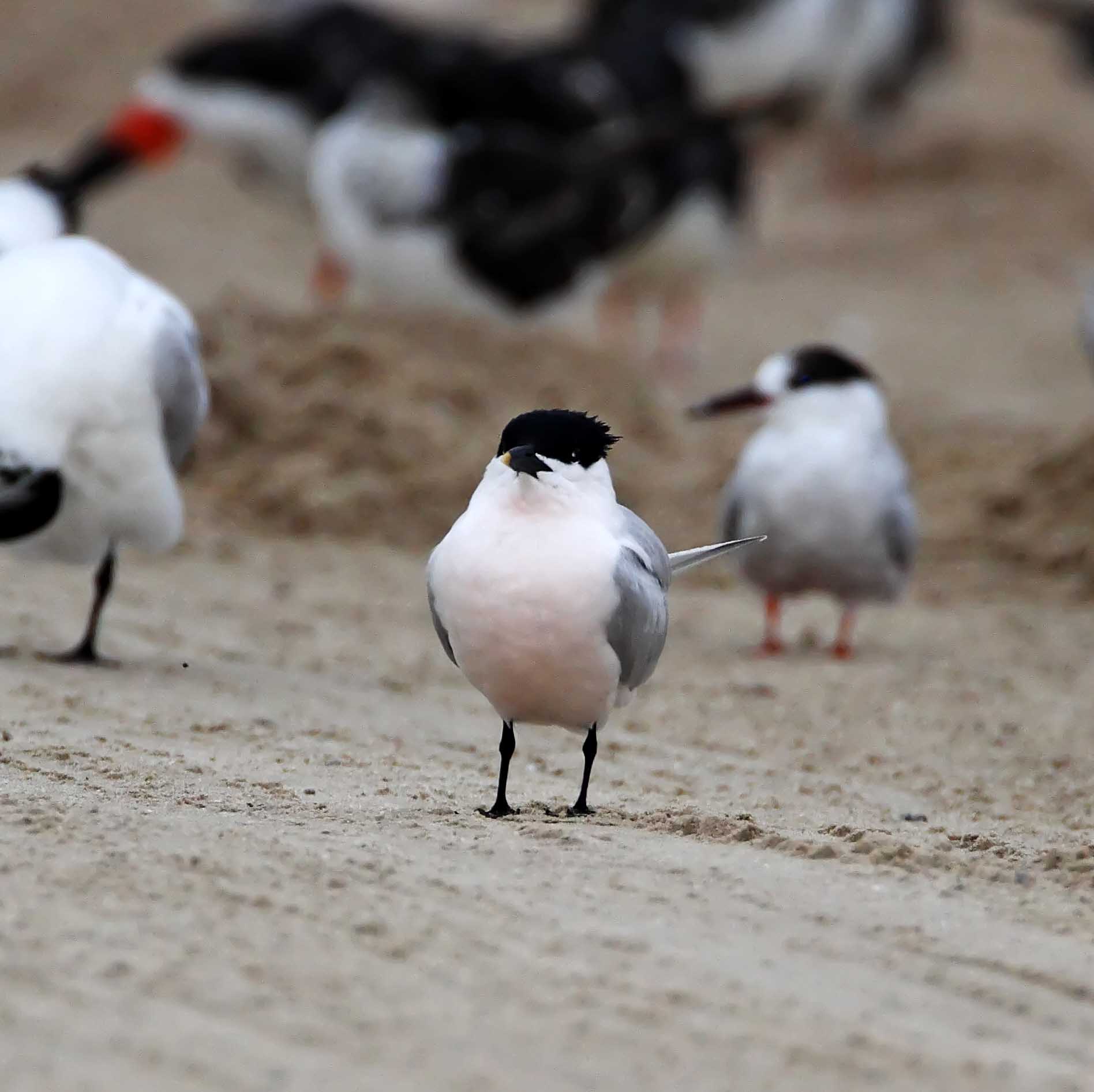 Cabots Tern - breeding_1287.jpg