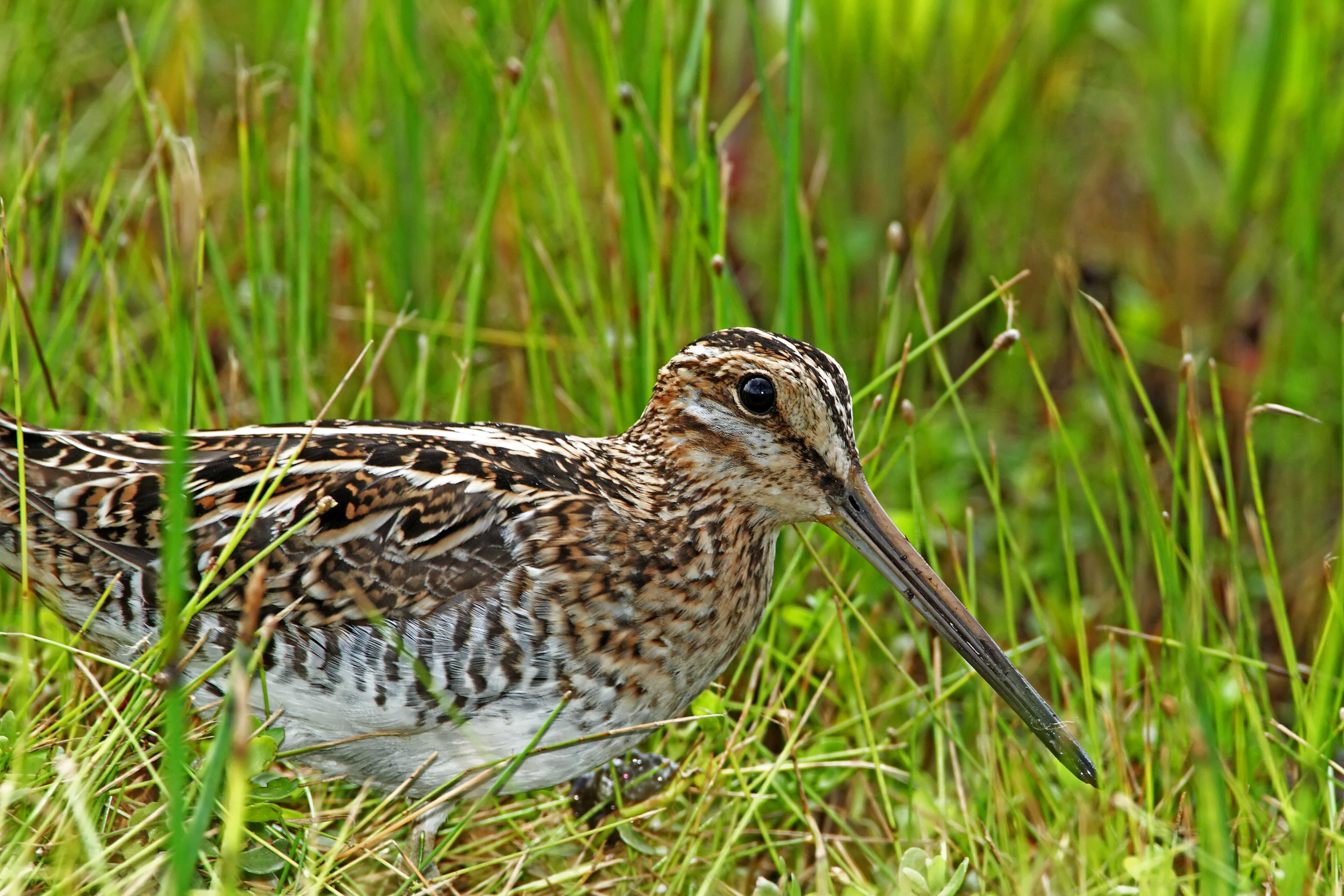Wilsons Snipe_7347.jpg