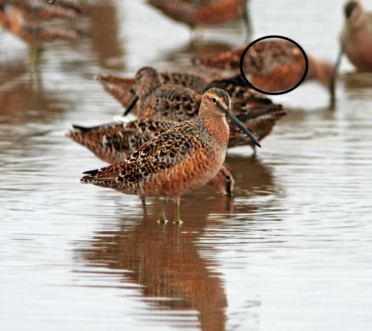 Long-billed Dowitcher - breeding_4424.jpg