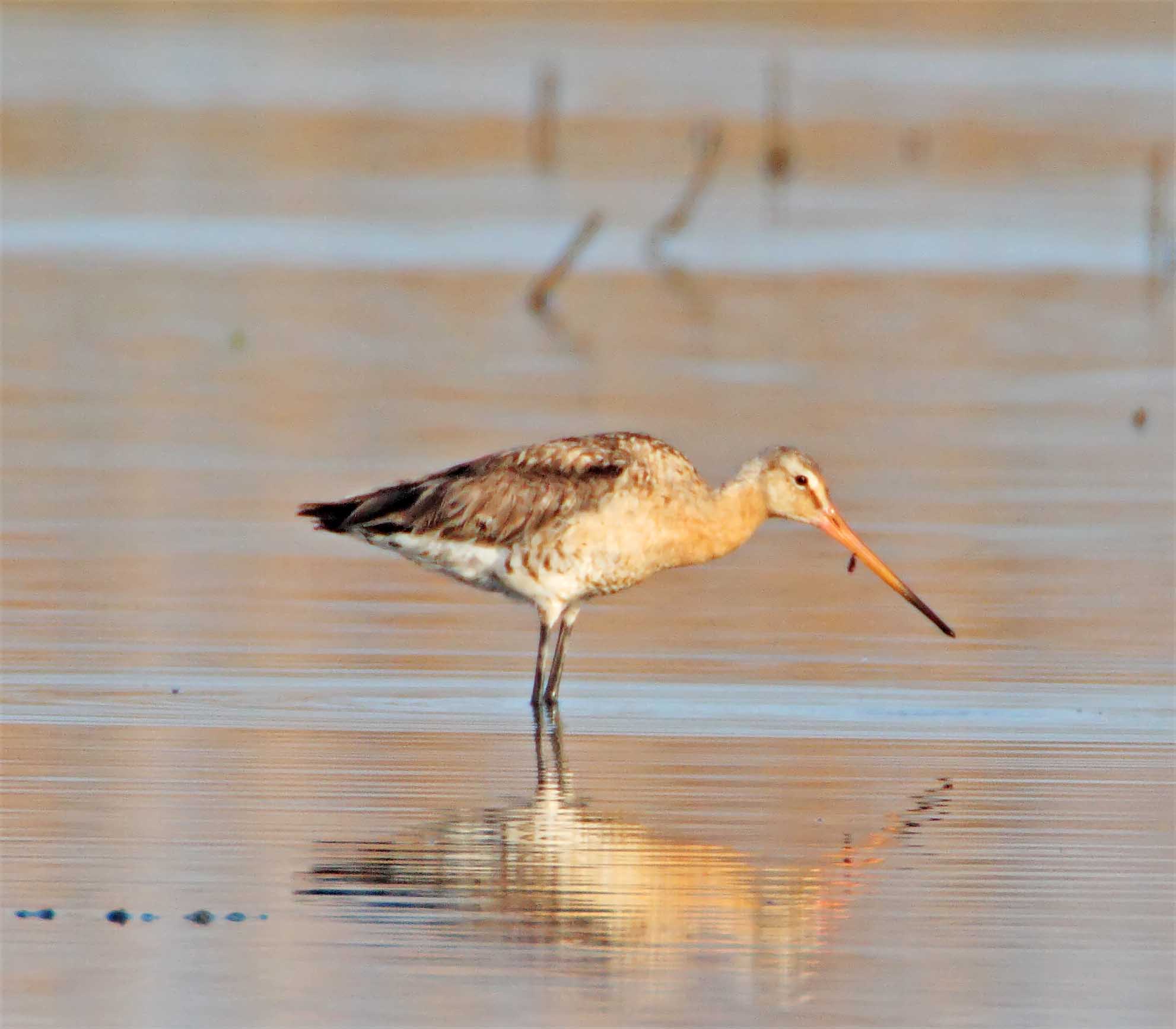 Black-tailed Godwit - female breeding_1770.jpg