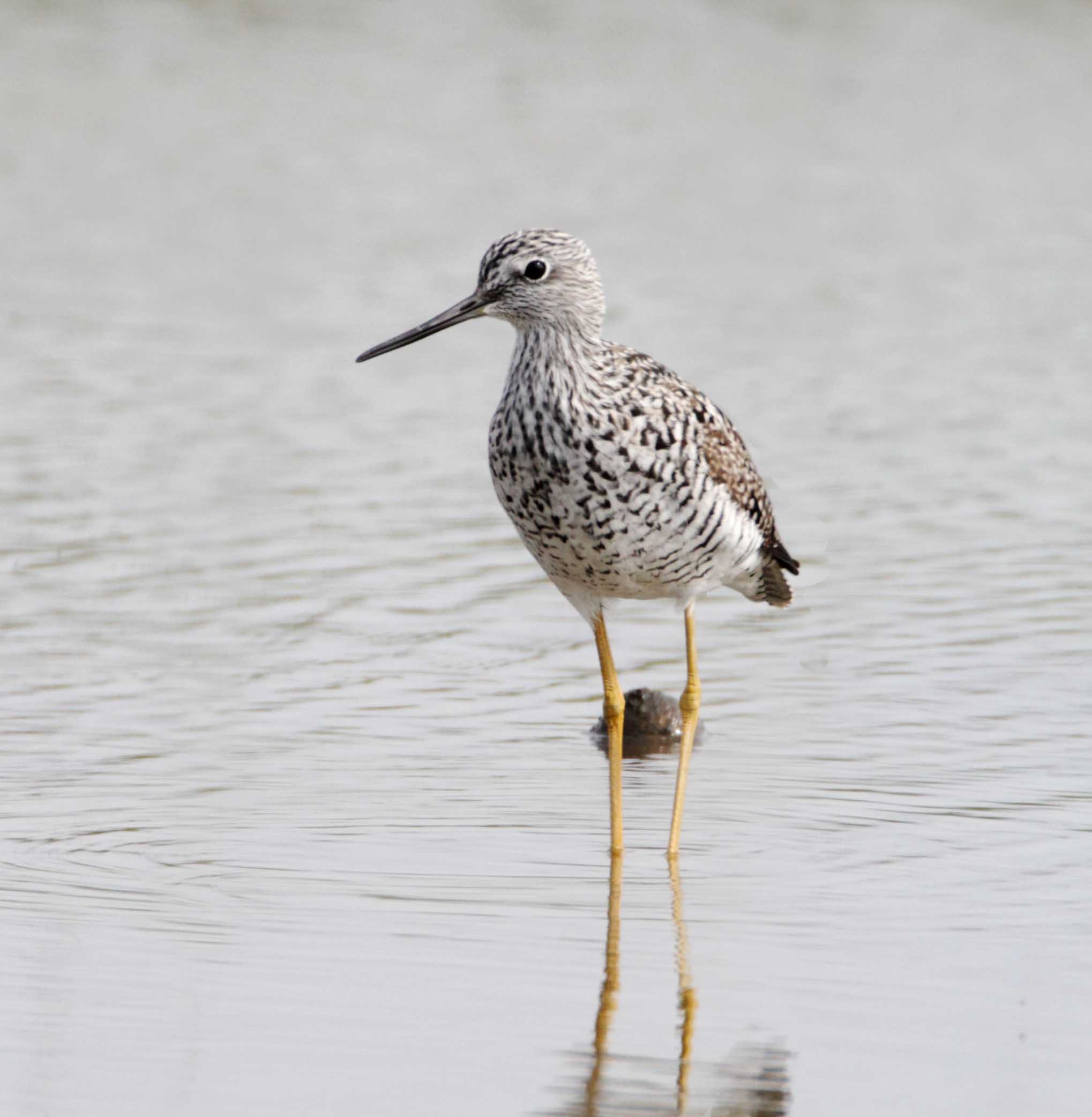Greater Yellowlegs - breeding_5775.jpg