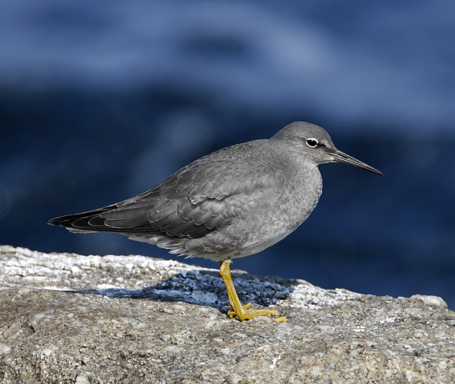 Wandering Tattler - non-breeding_4750.jpg
