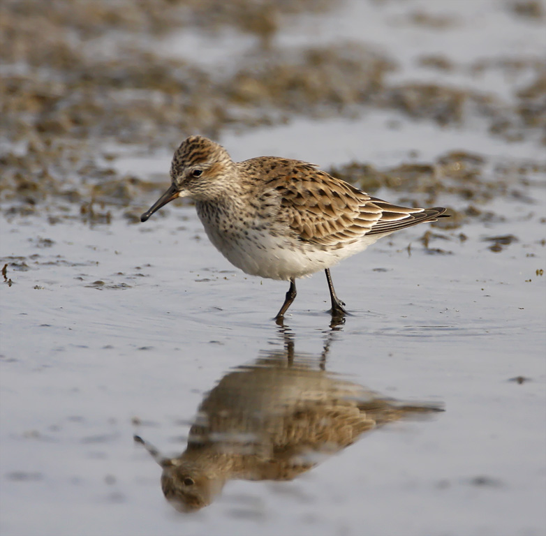 White-rumped Sandpiper_7121.jpg