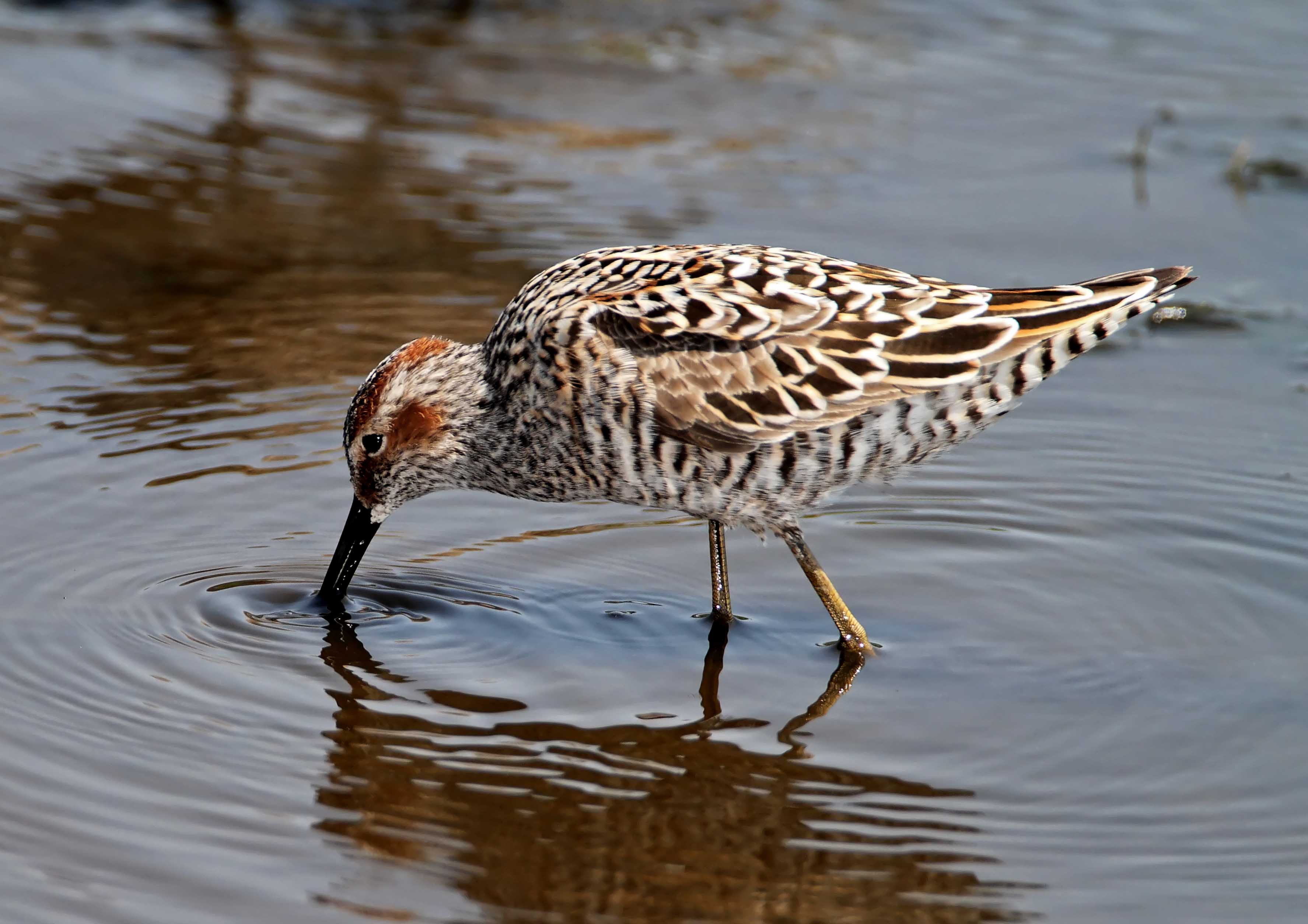 Stilt Sandpiper - breeding_8871.jpg