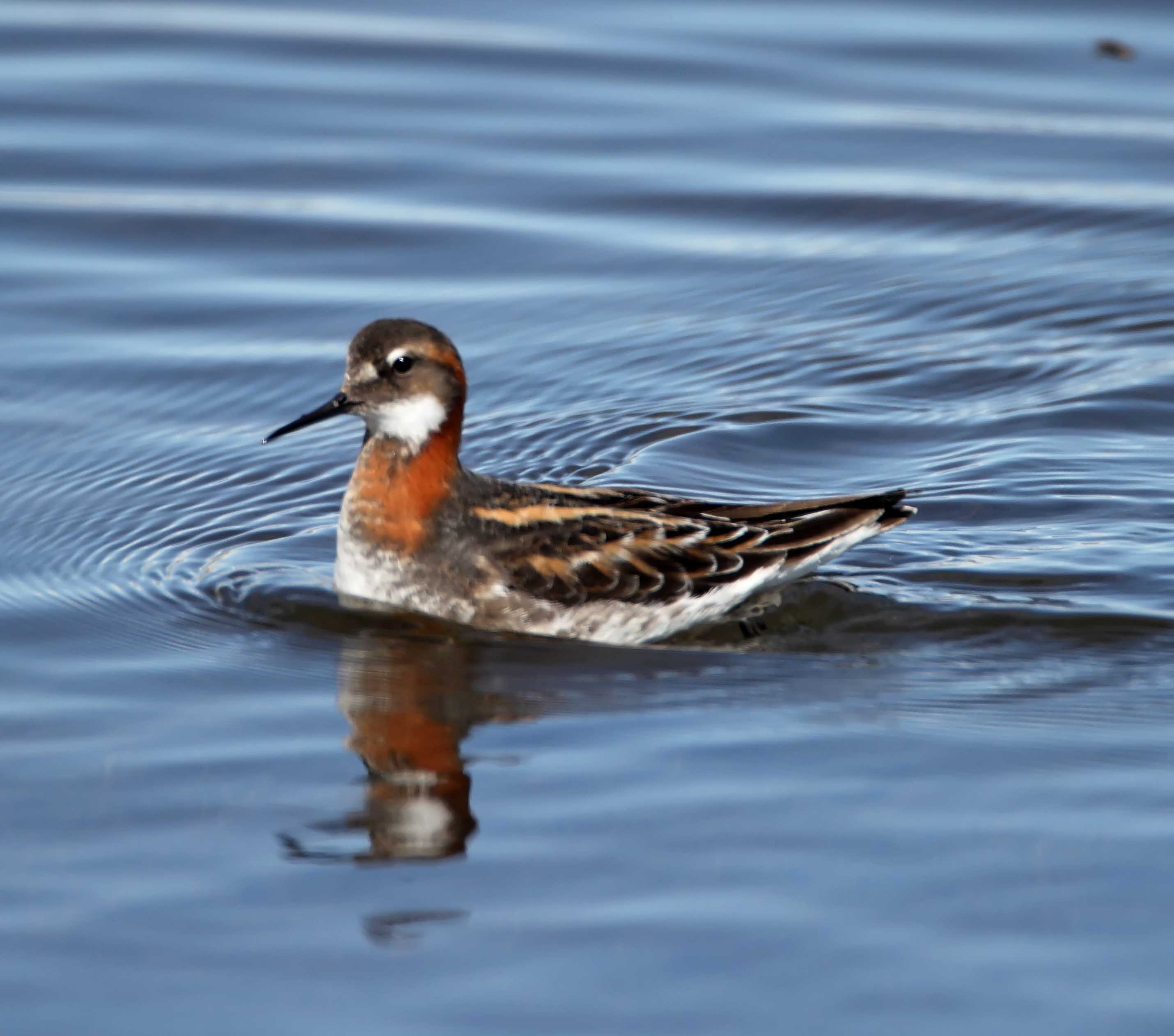 Red-necked Phalarope - breeding female_2594.jpg