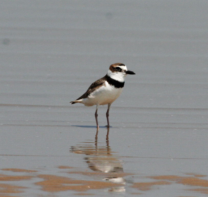 Wilsons Plover - breeding_0255.jpg