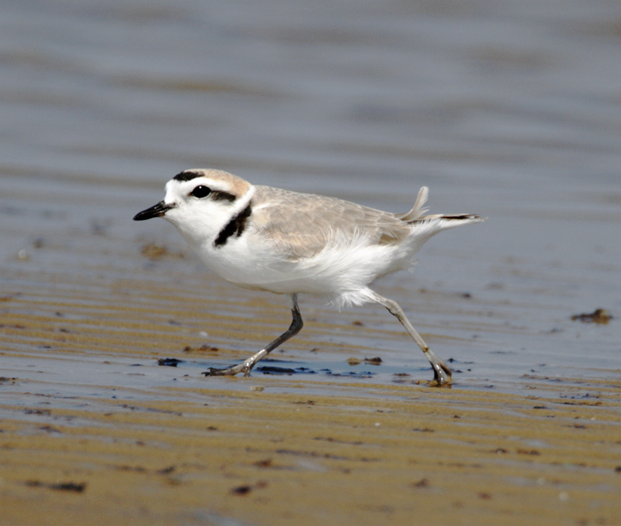 Snowy Plover - breeding_8667.jpg