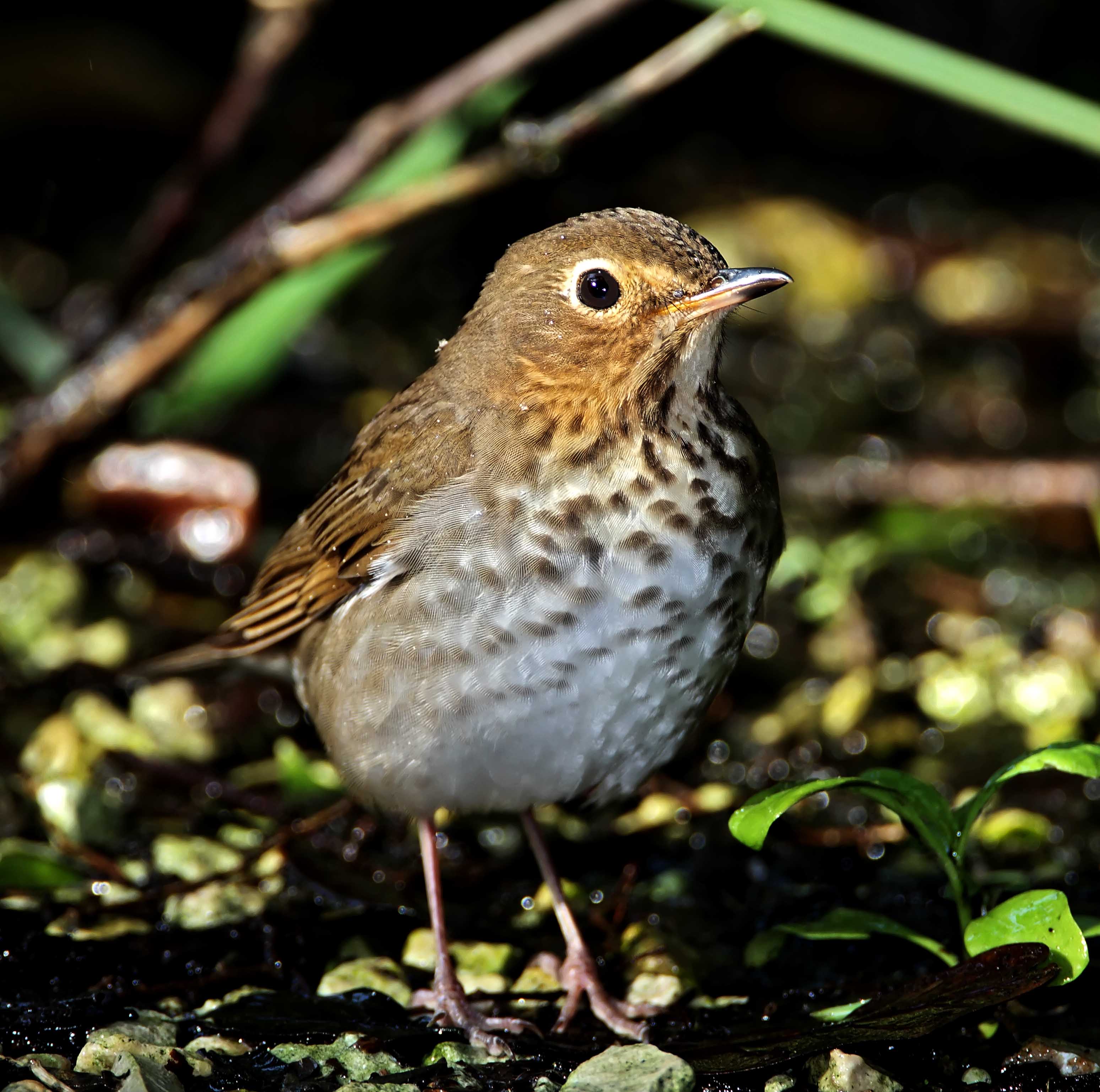Swainsons Thrush_9134.jpg