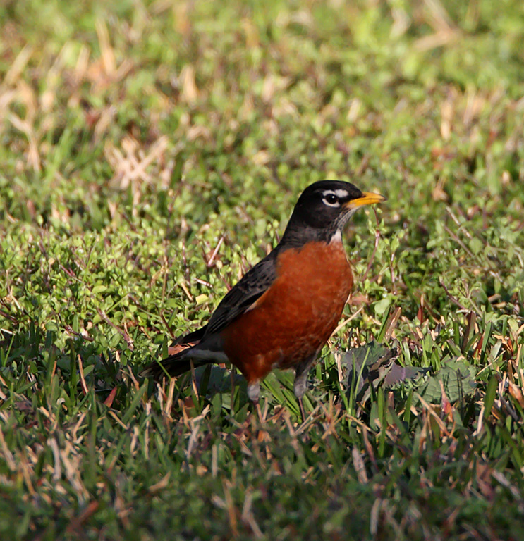 American Robin_6428.jpg