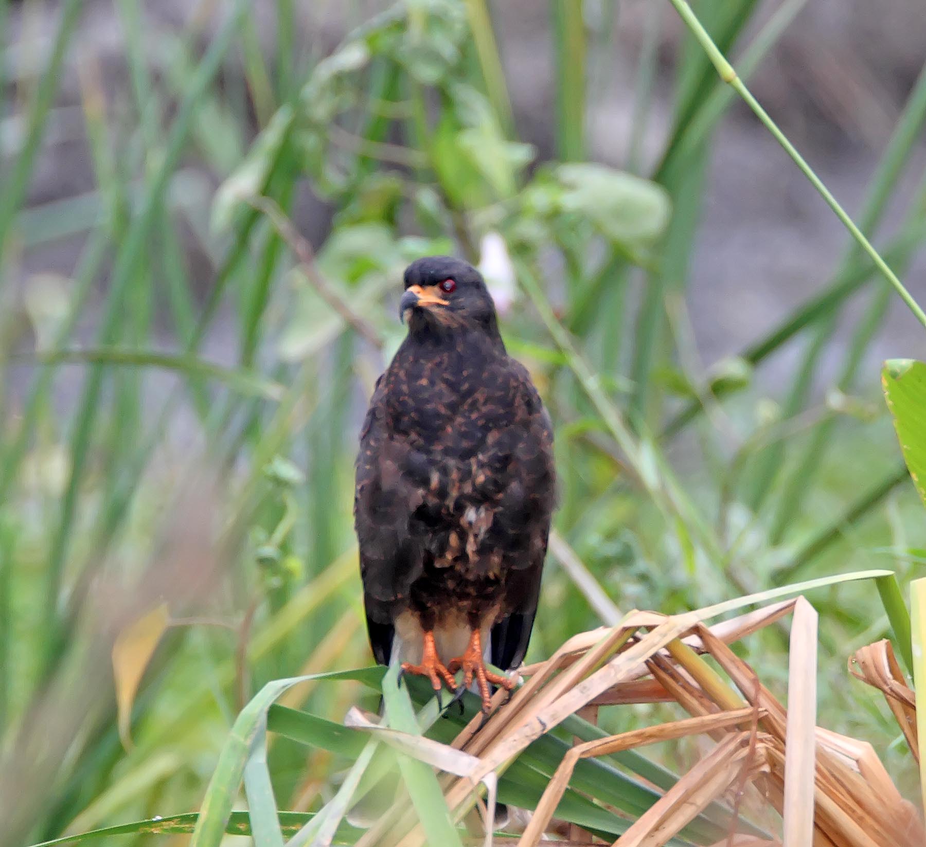 Snail Kite - juvenile_4418.jpg