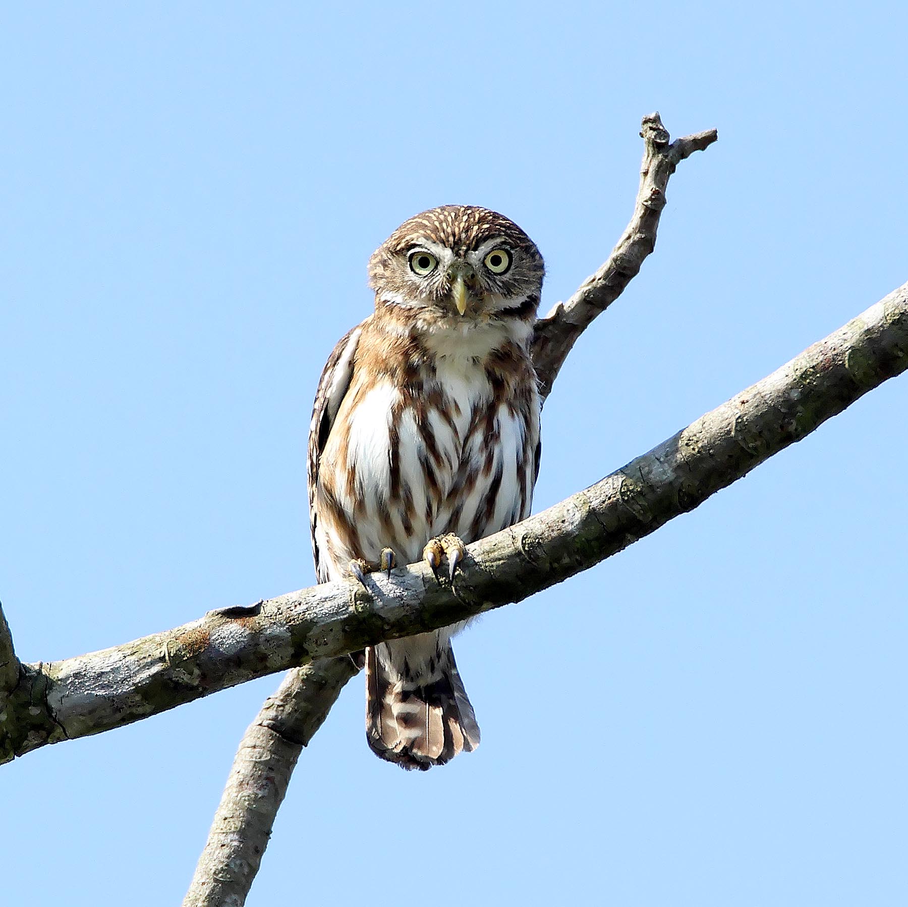 Pacific Pygmy-Owl_4672.jpg