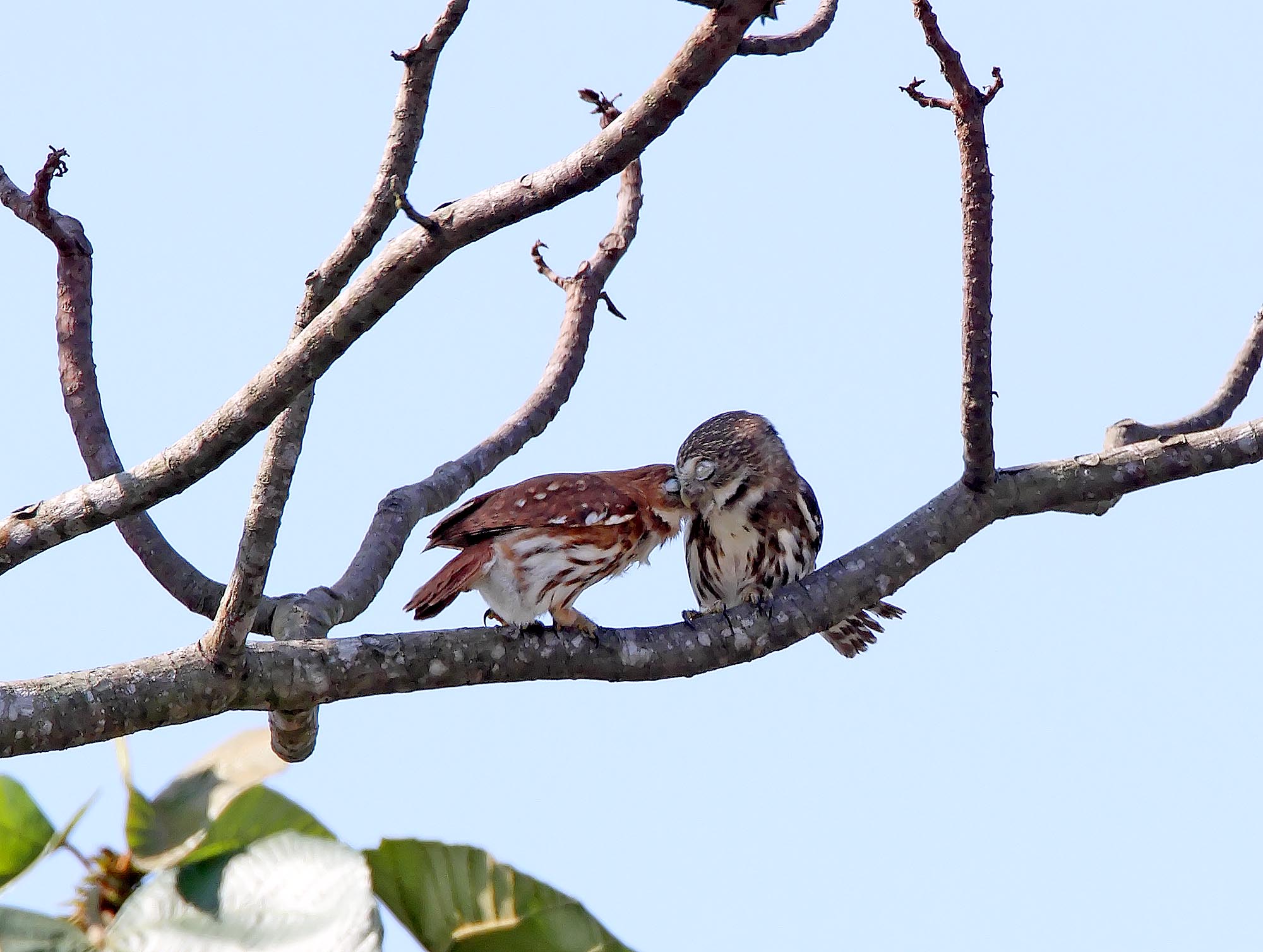 Peruvian Pygmy-Owl_4723.jpg