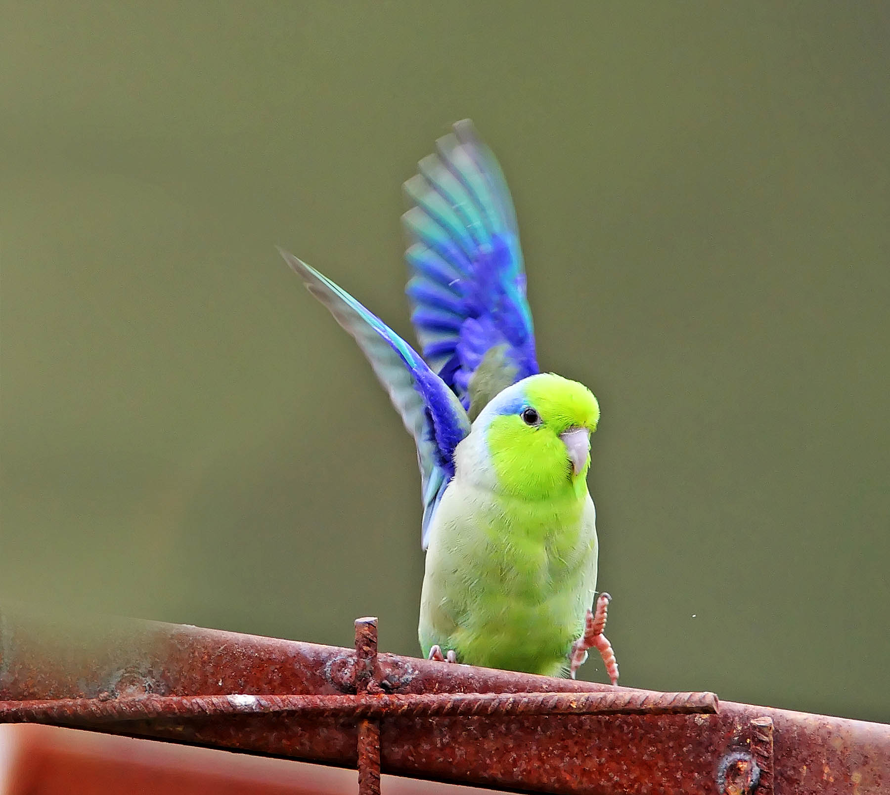 Pacific Parrotlet_4558.jpg