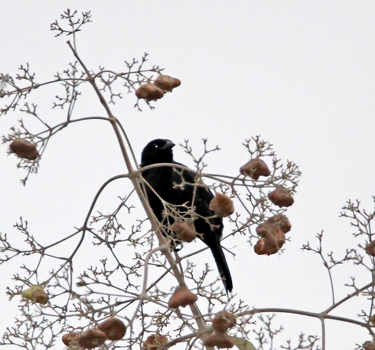 Scrub Blackbird_4442.jpg