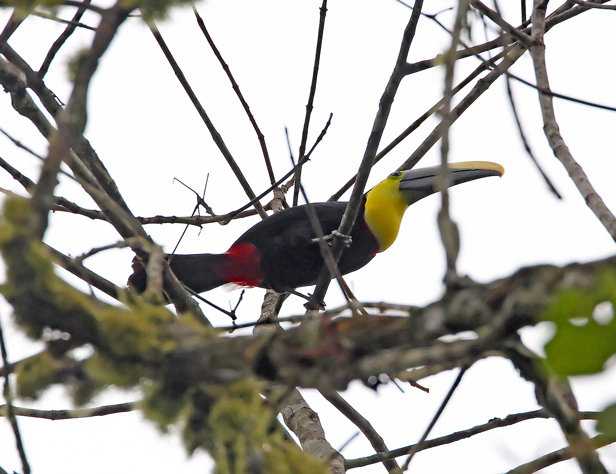 Choco Toucan_5028.jpg