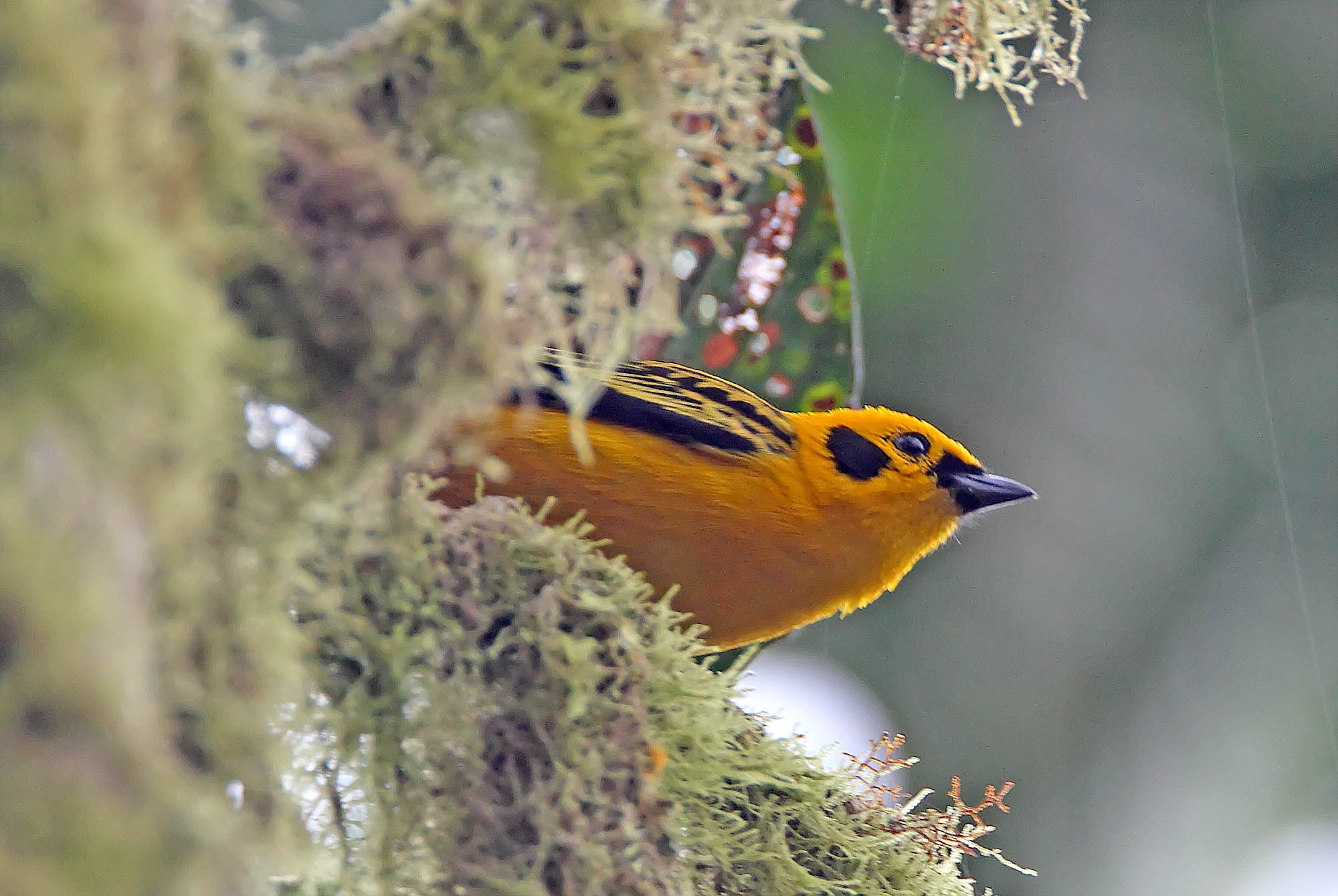 Golden Tanager_5250.jpg