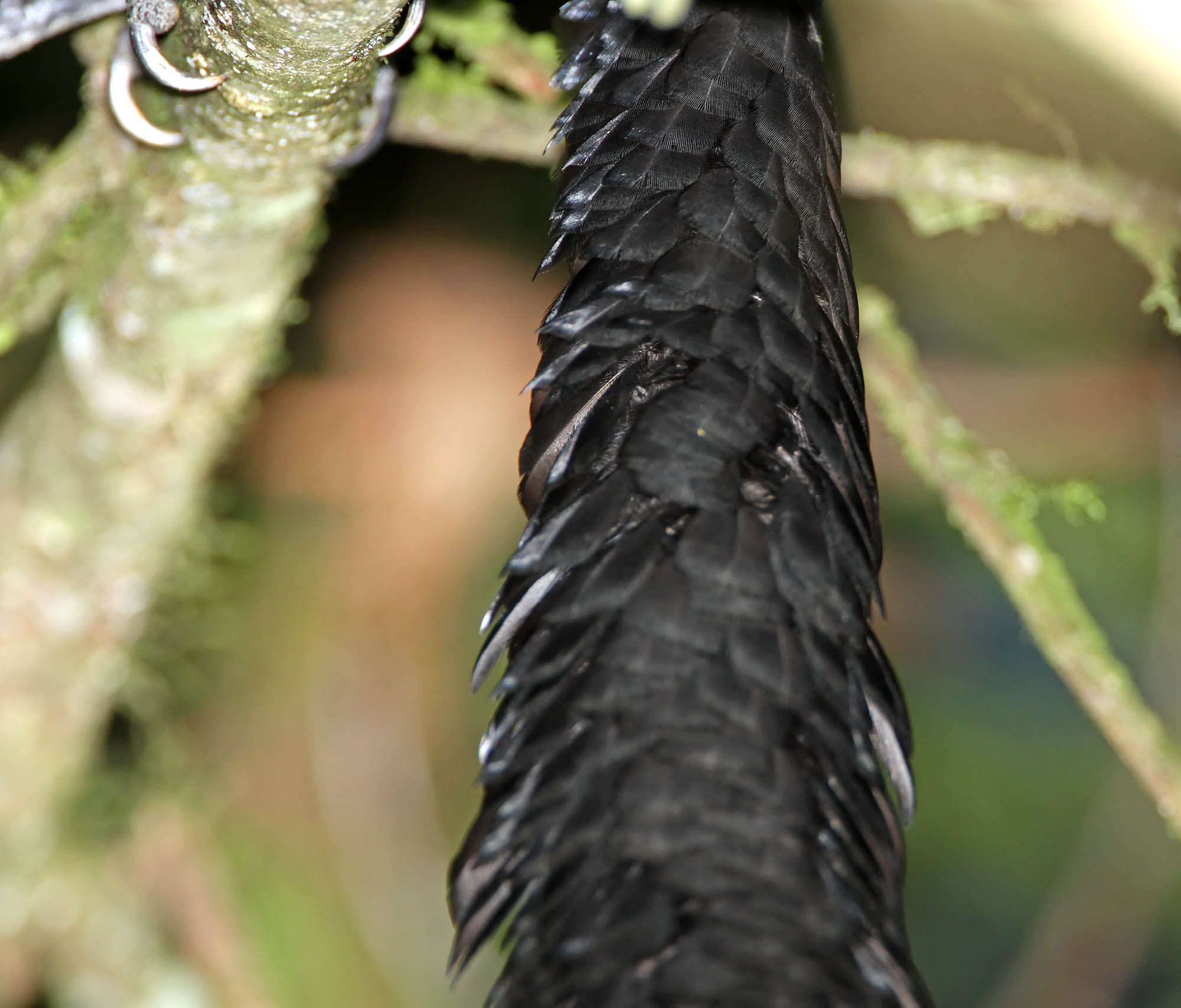 Long-wattled Umbrellabird_5322.jpg