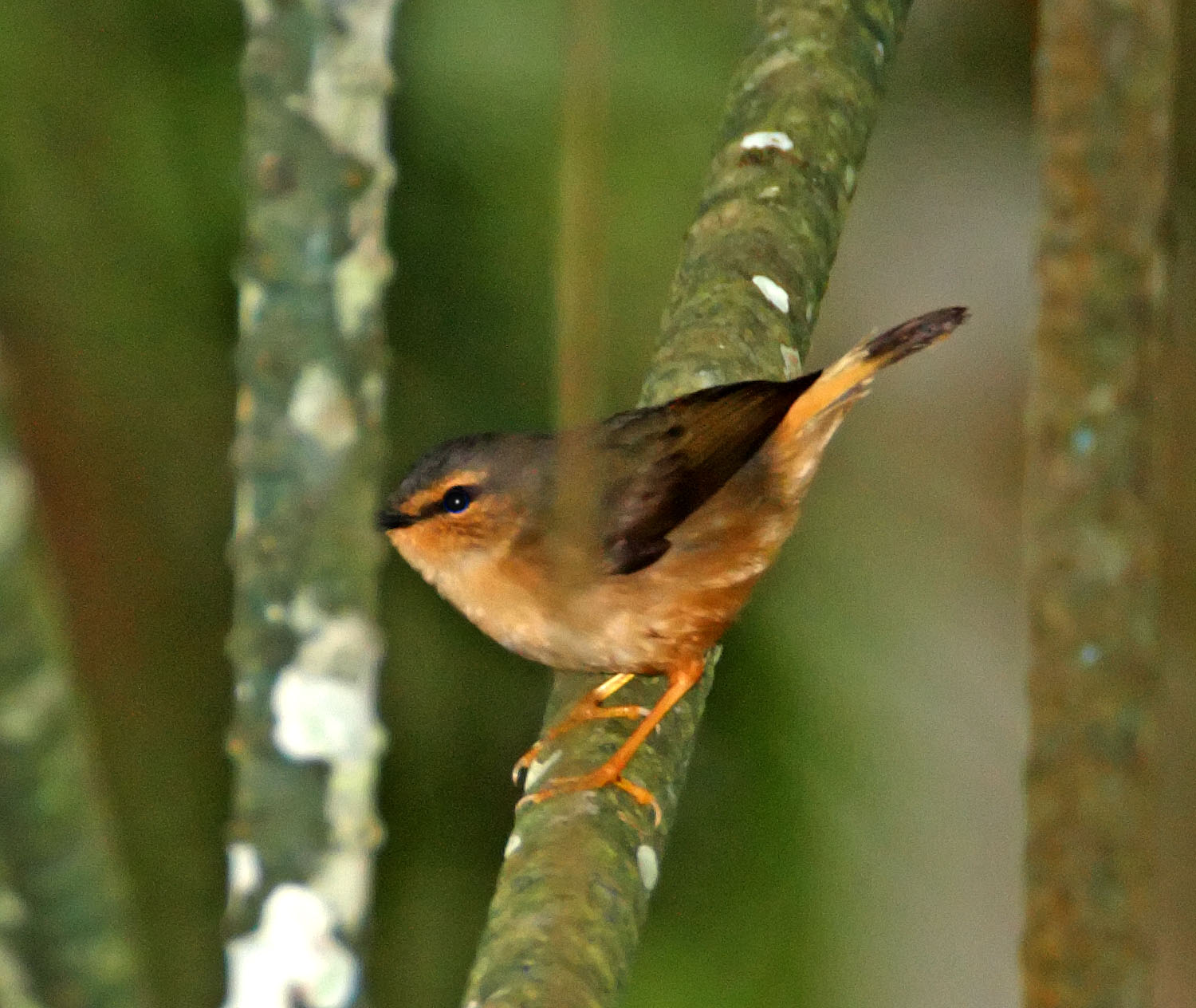 Buff-rumped Warbler_5379.jpg