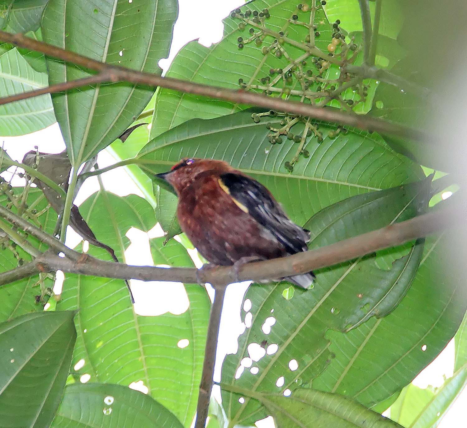Club-winged Manakin - male_5401.jpg