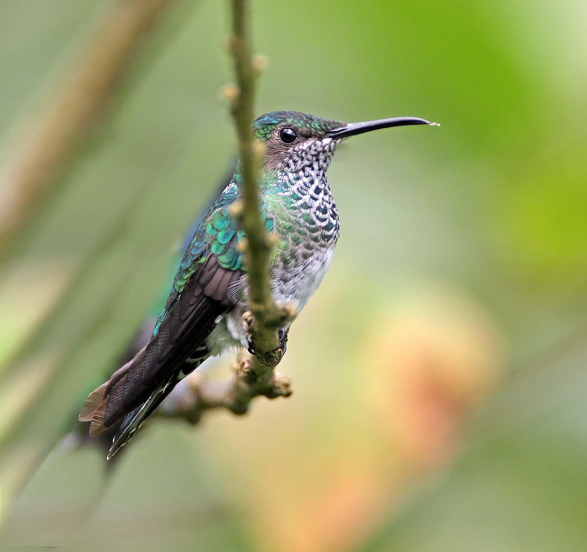 Green-crowned Brilliant - female_5606.jpg