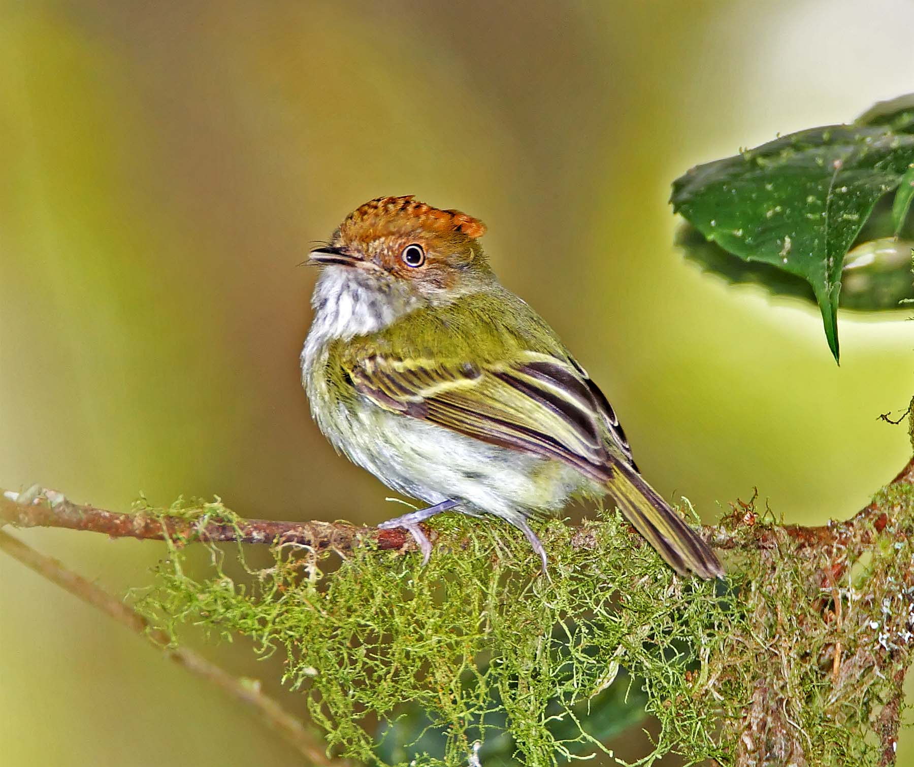 Scale-crested Pygmy-Tyrant_5654.jpg