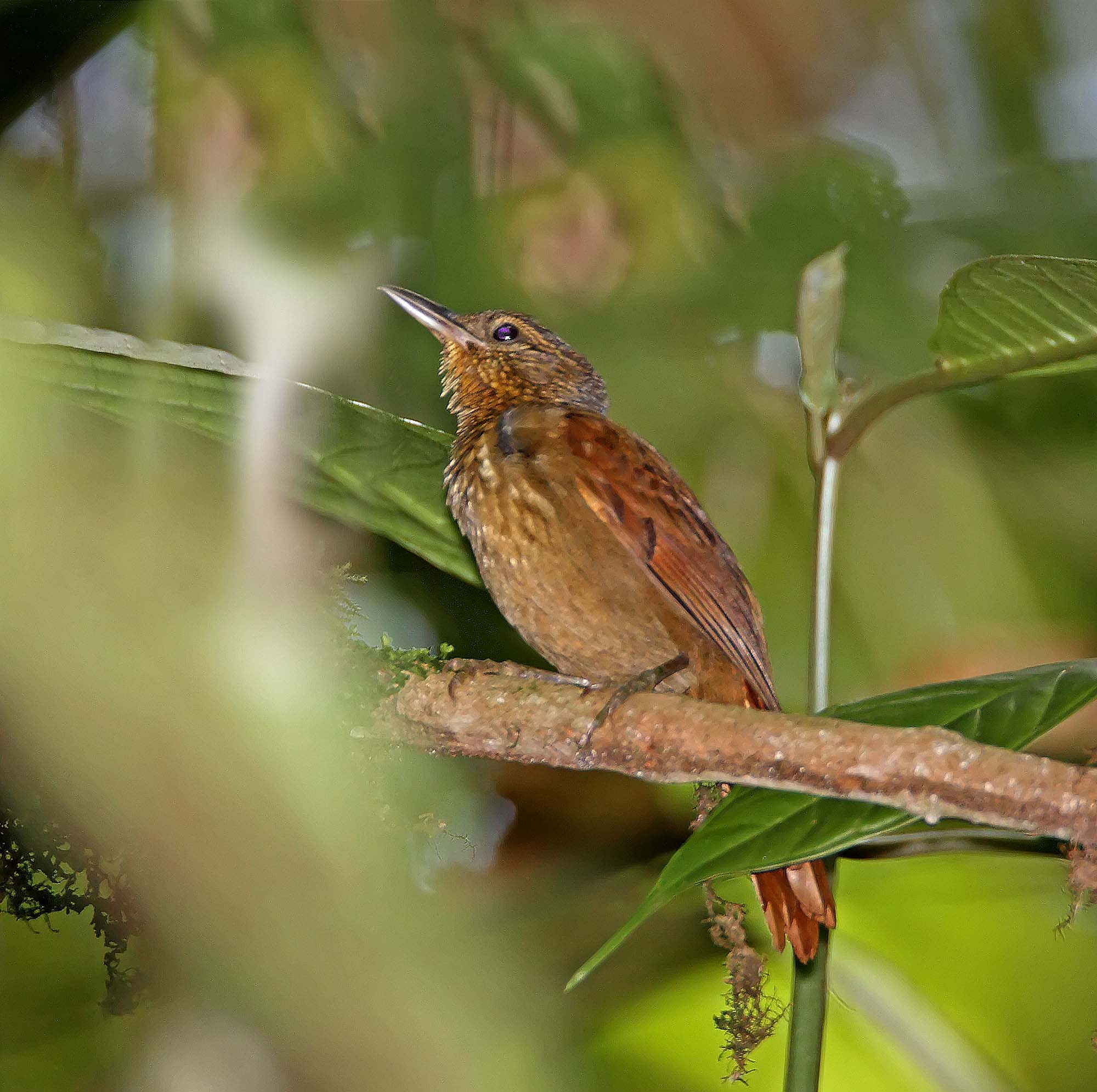 Scaly-throated Foliage-Gleaner_5565.jpg