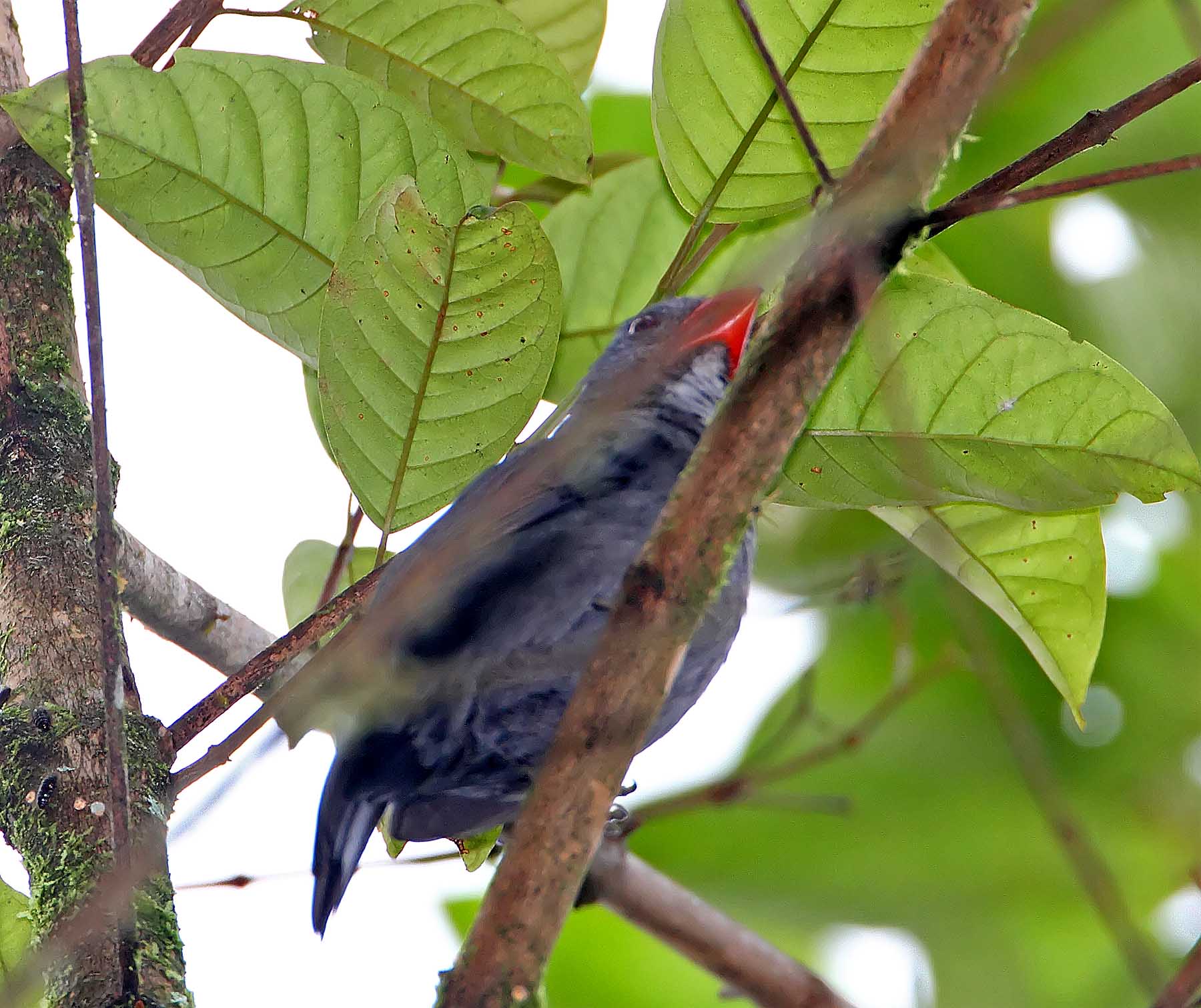 Slate-colored Grosbeak_5387.jpg