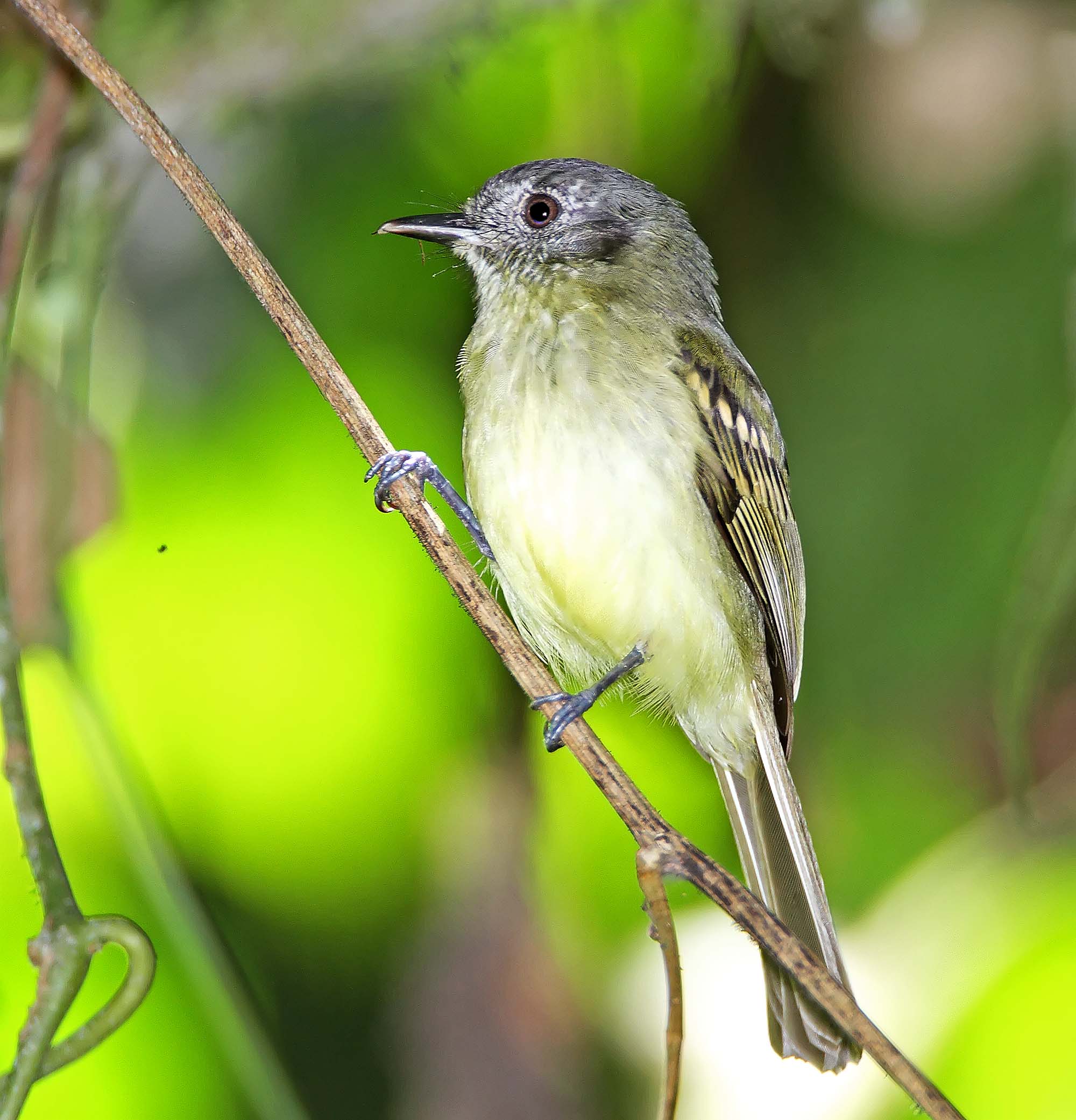 Slaty-capped Flycatcher_5574.jpg