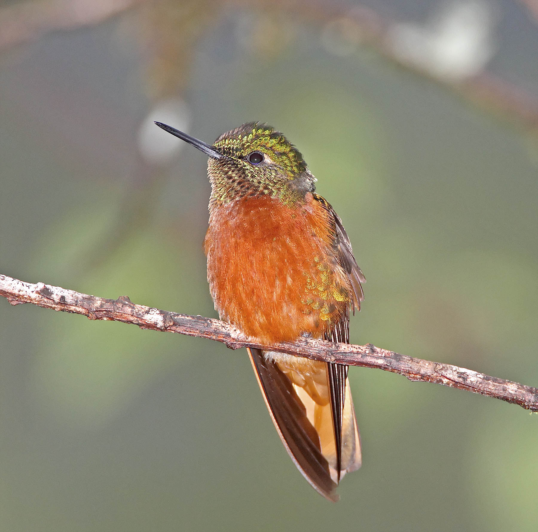 Chestnut-breasted Coronet_5981.jpg