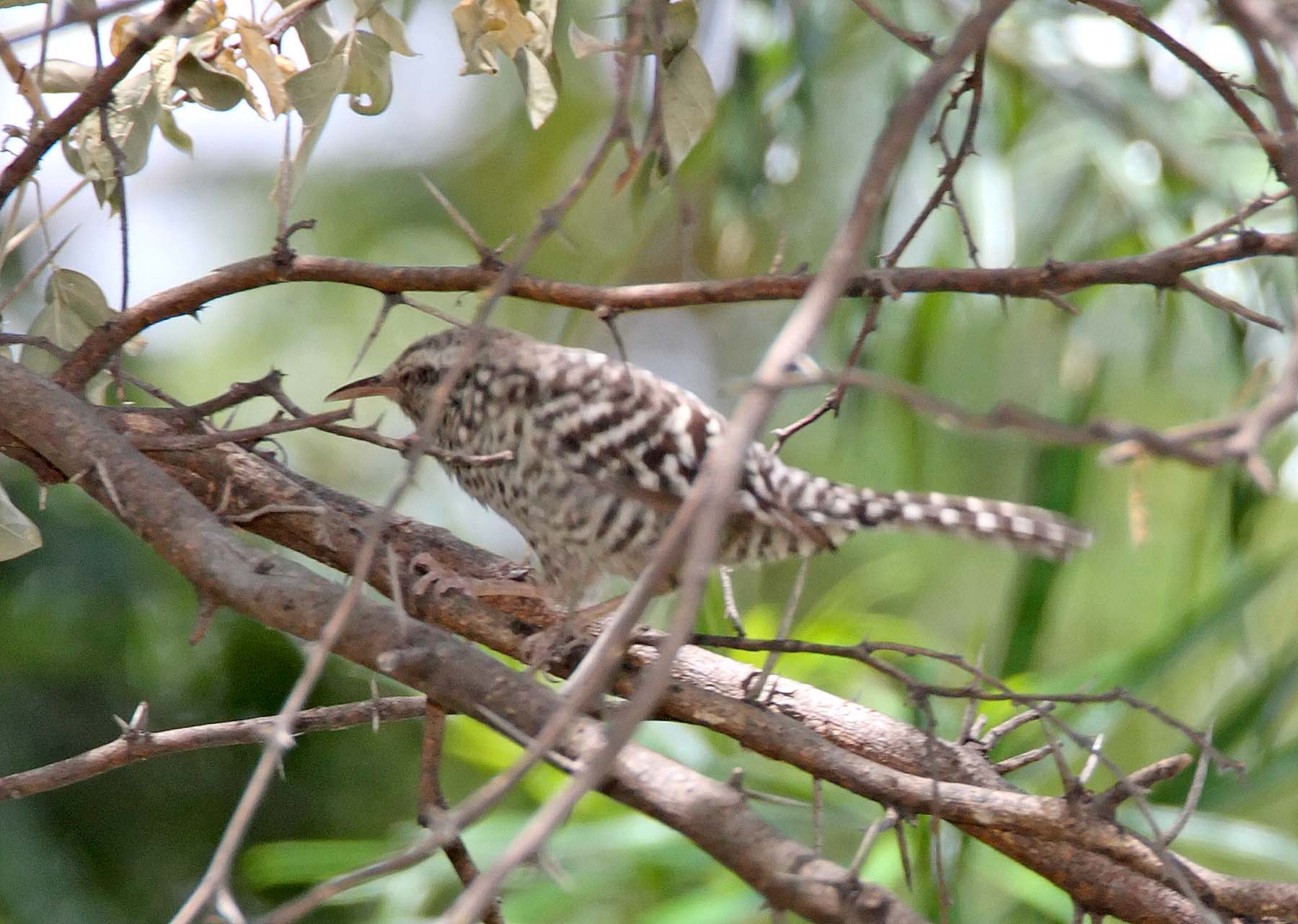 Fasciated Wren_5773.jpg