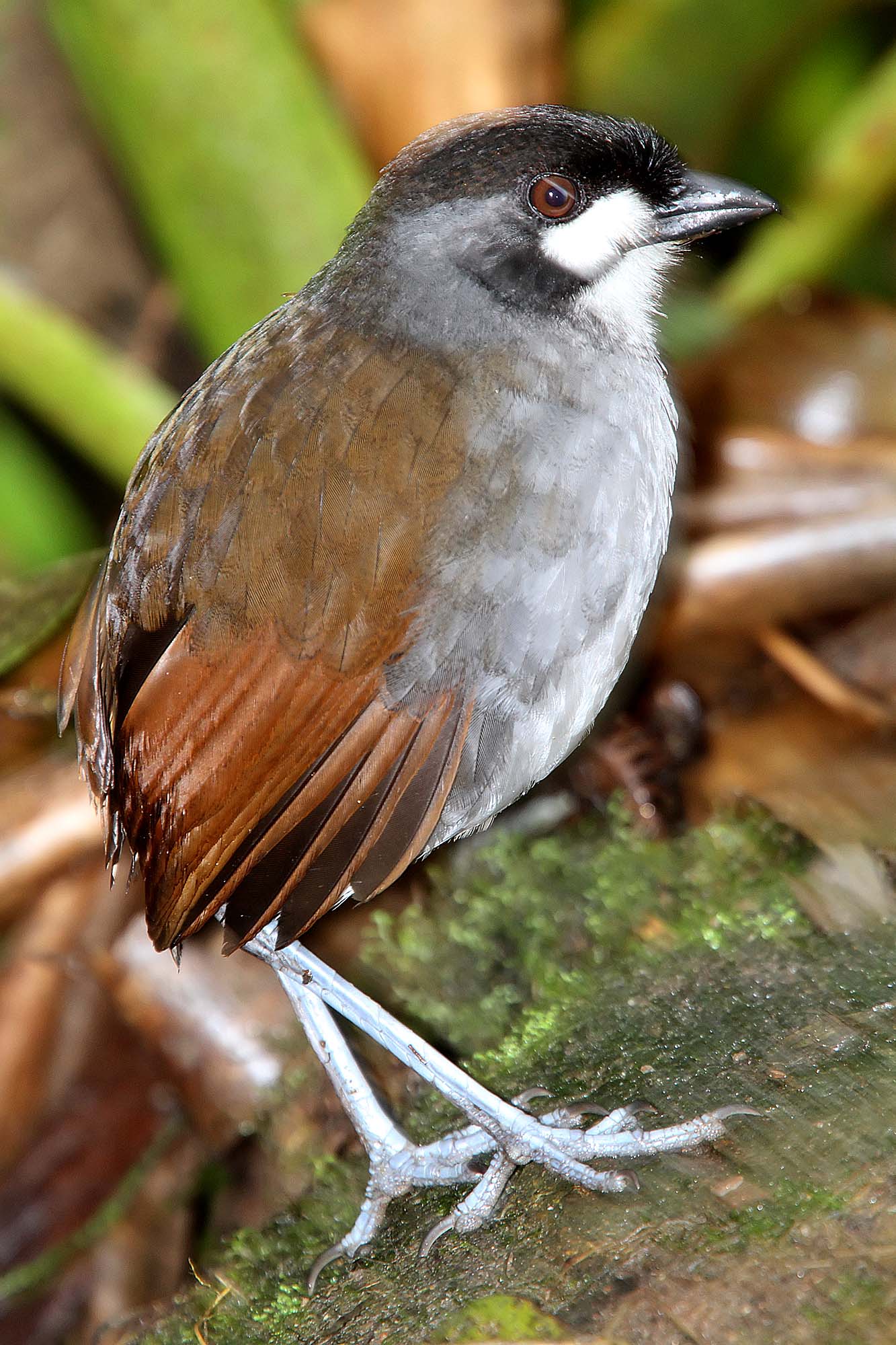 Jocotoco Antpitta_6053.jpg