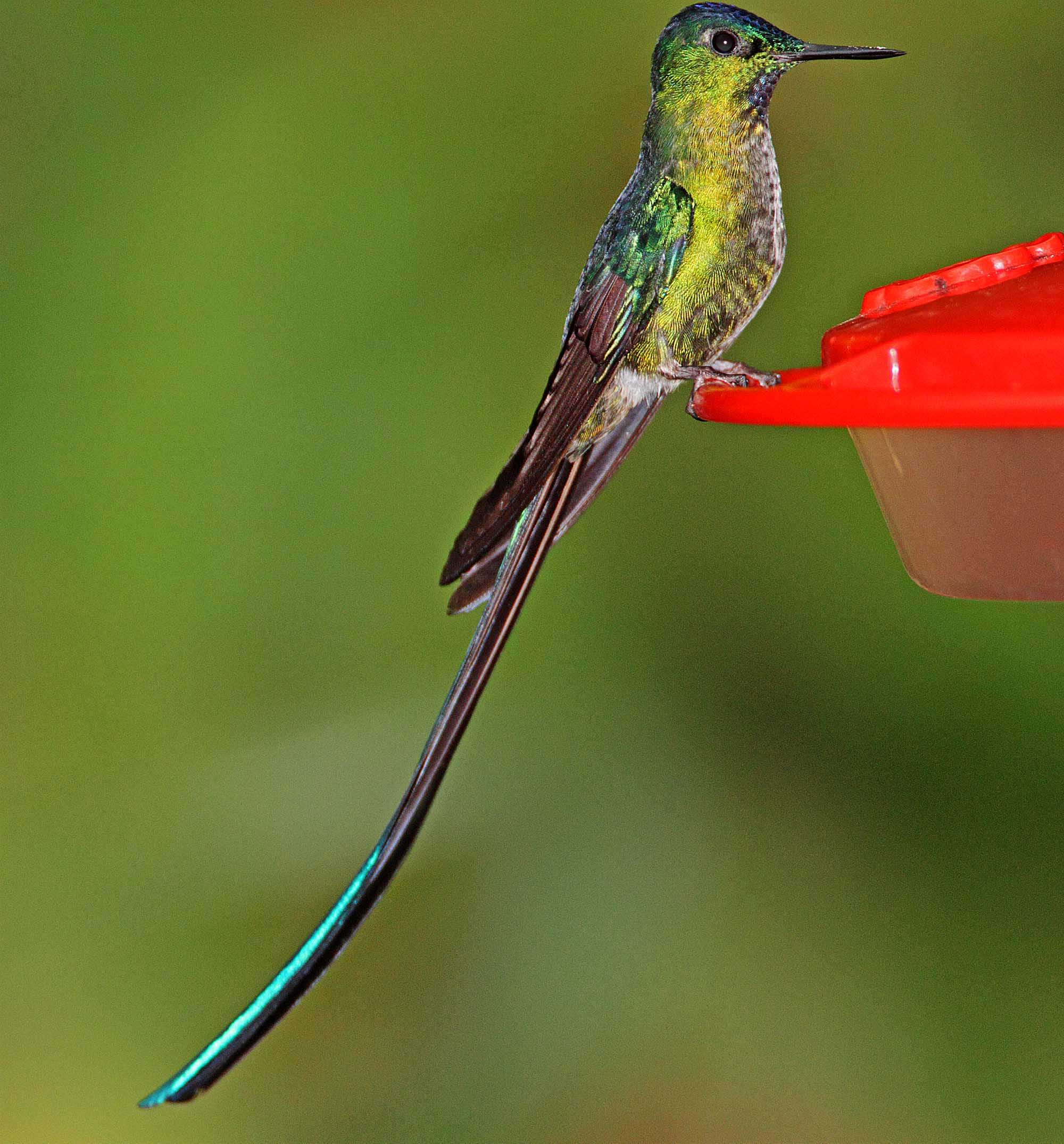 Long-tailed Sylph - male_6200.jpg