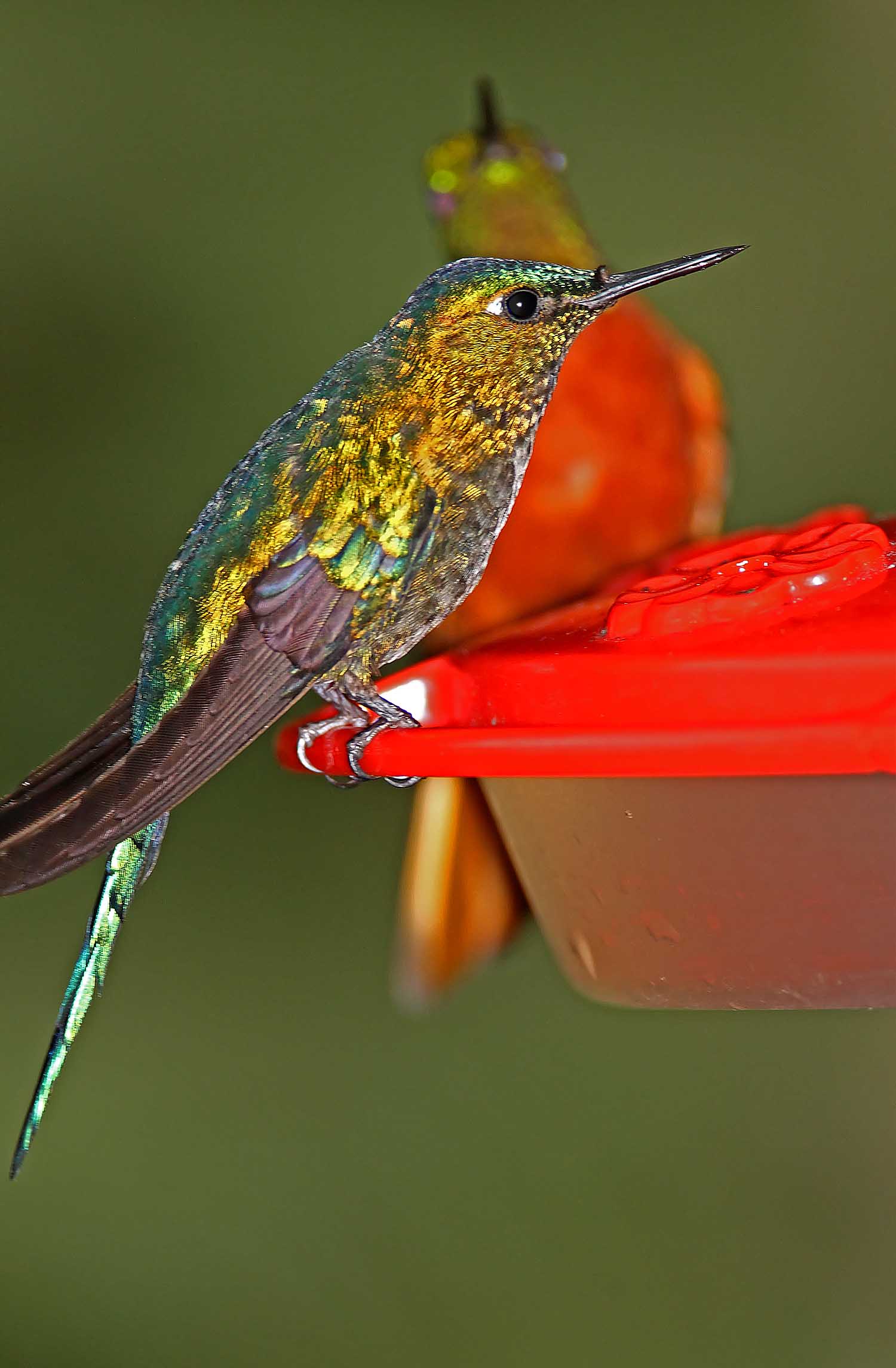 Long-tailed Sylph -juvenile  male_6163.jpg