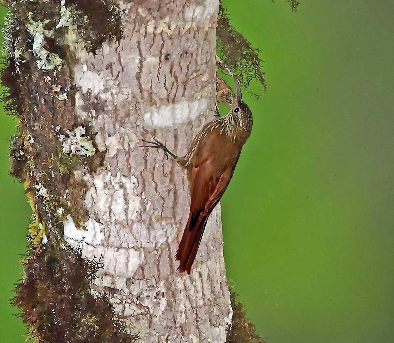 Montane Woodcreeper_6558.jpg