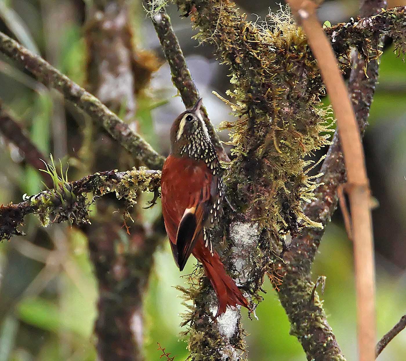 Pearled Treerunner_6363.jpg
