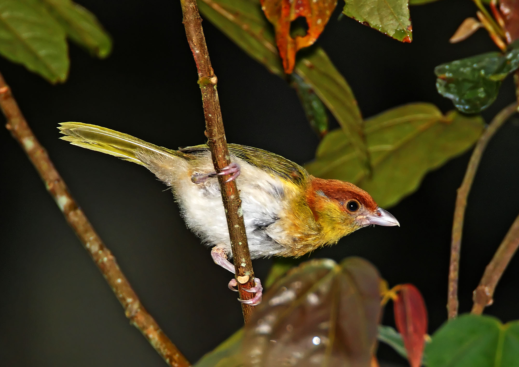 Rufous-browed Peppershrike_6577.jpg