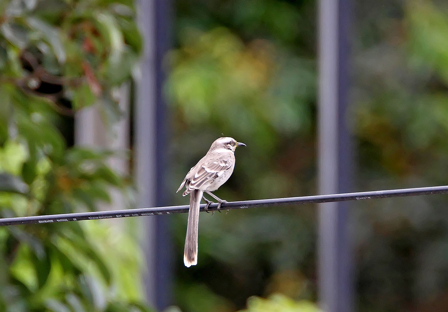 Long-tailed Mockingbird_6646.jpg