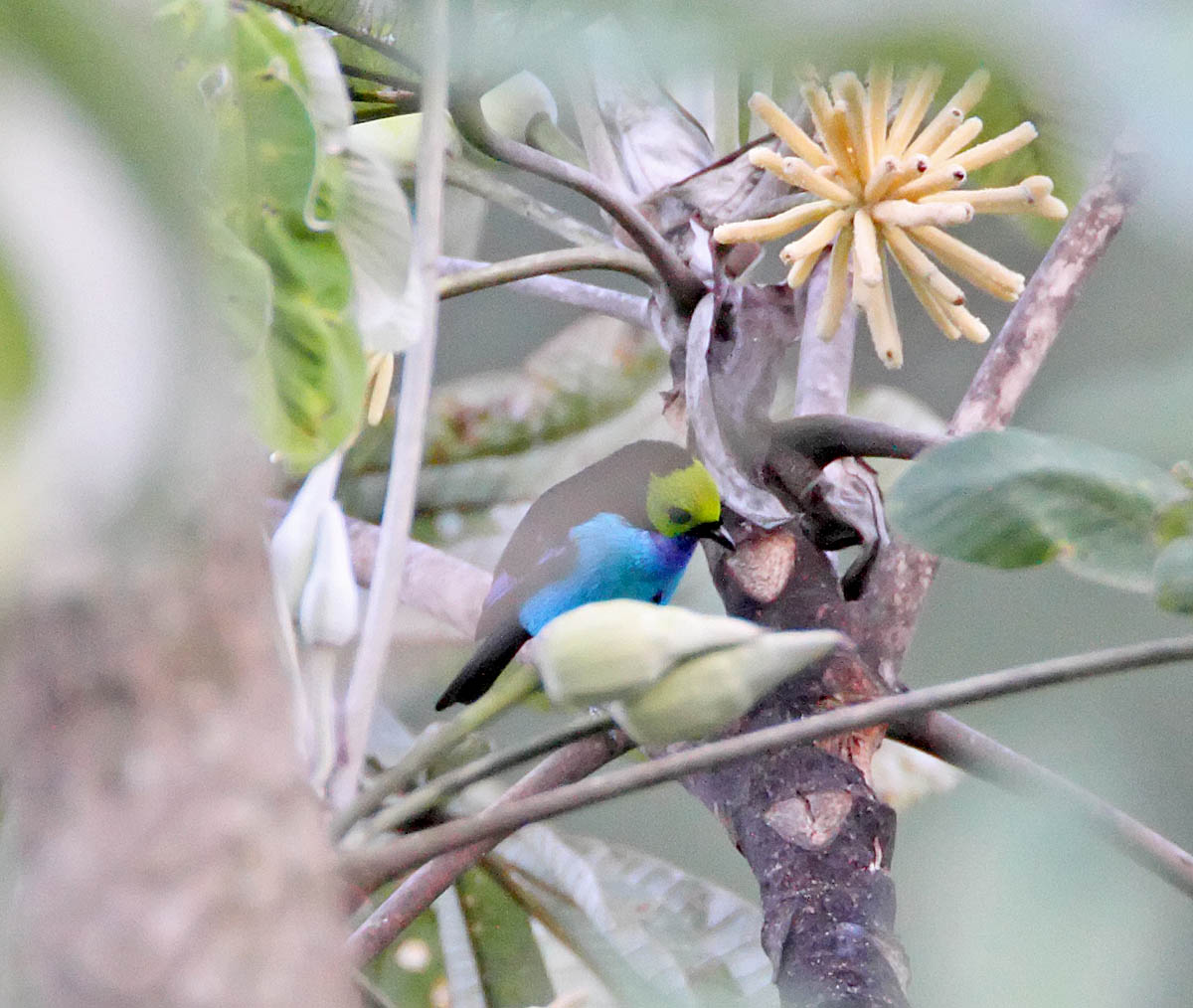 Paradise Tanager_6756.jpg
