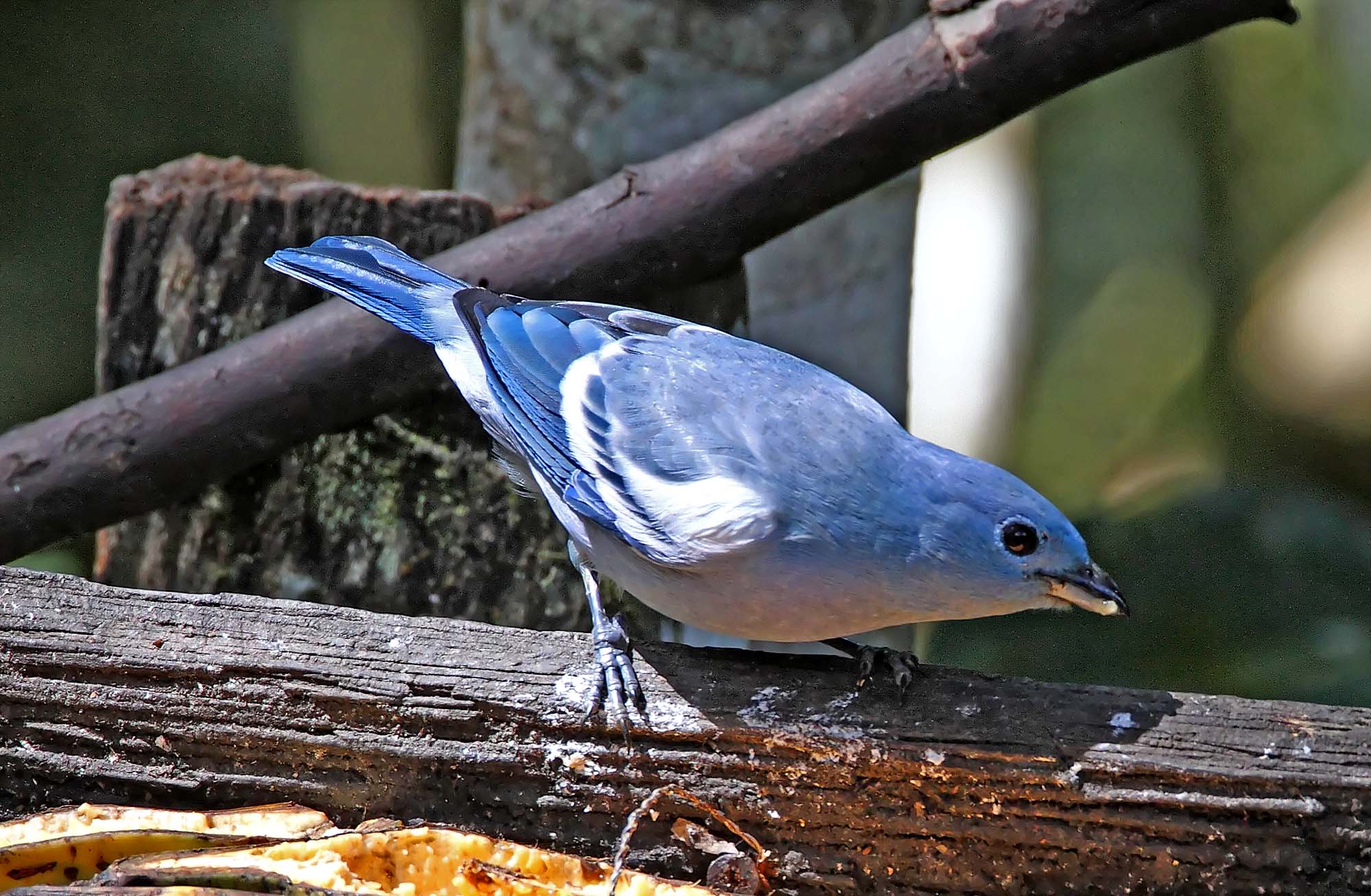 Blue-gray Tanager - eastern_7109.jpg