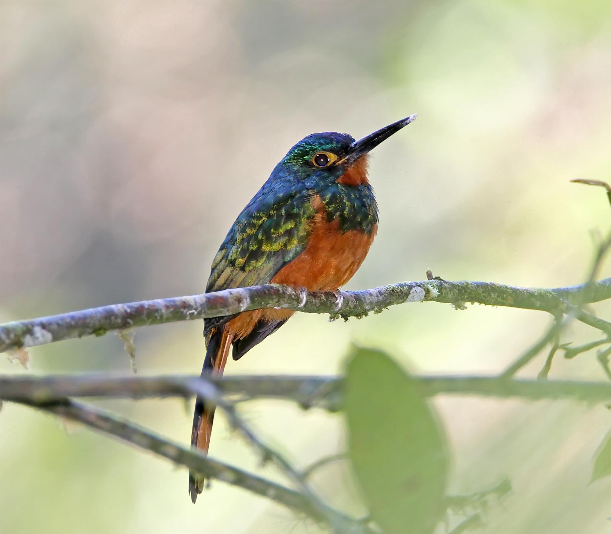 Coppery-chested Jacamar - female_6943.jpg